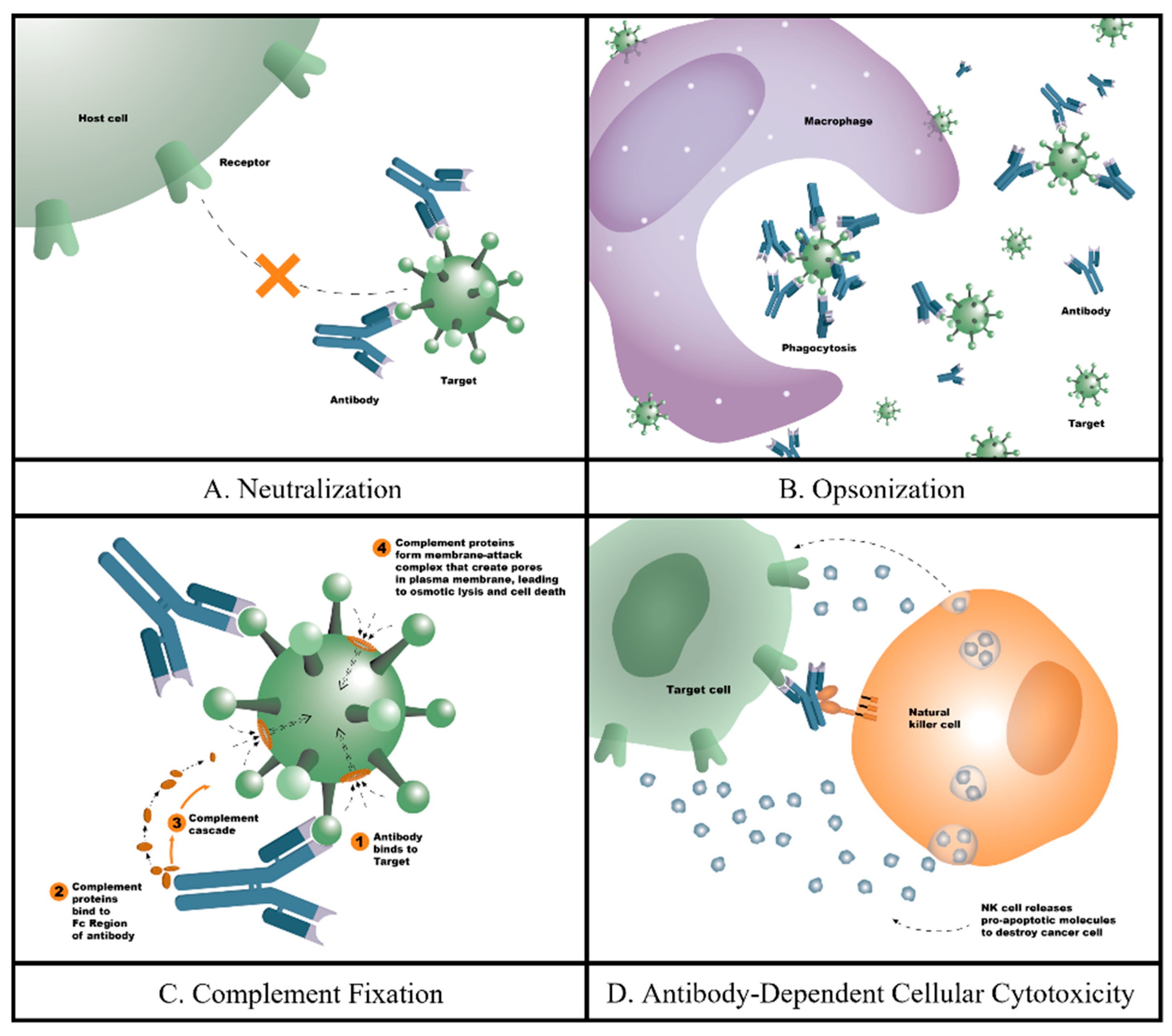 Biomedicines 12 02698 g001