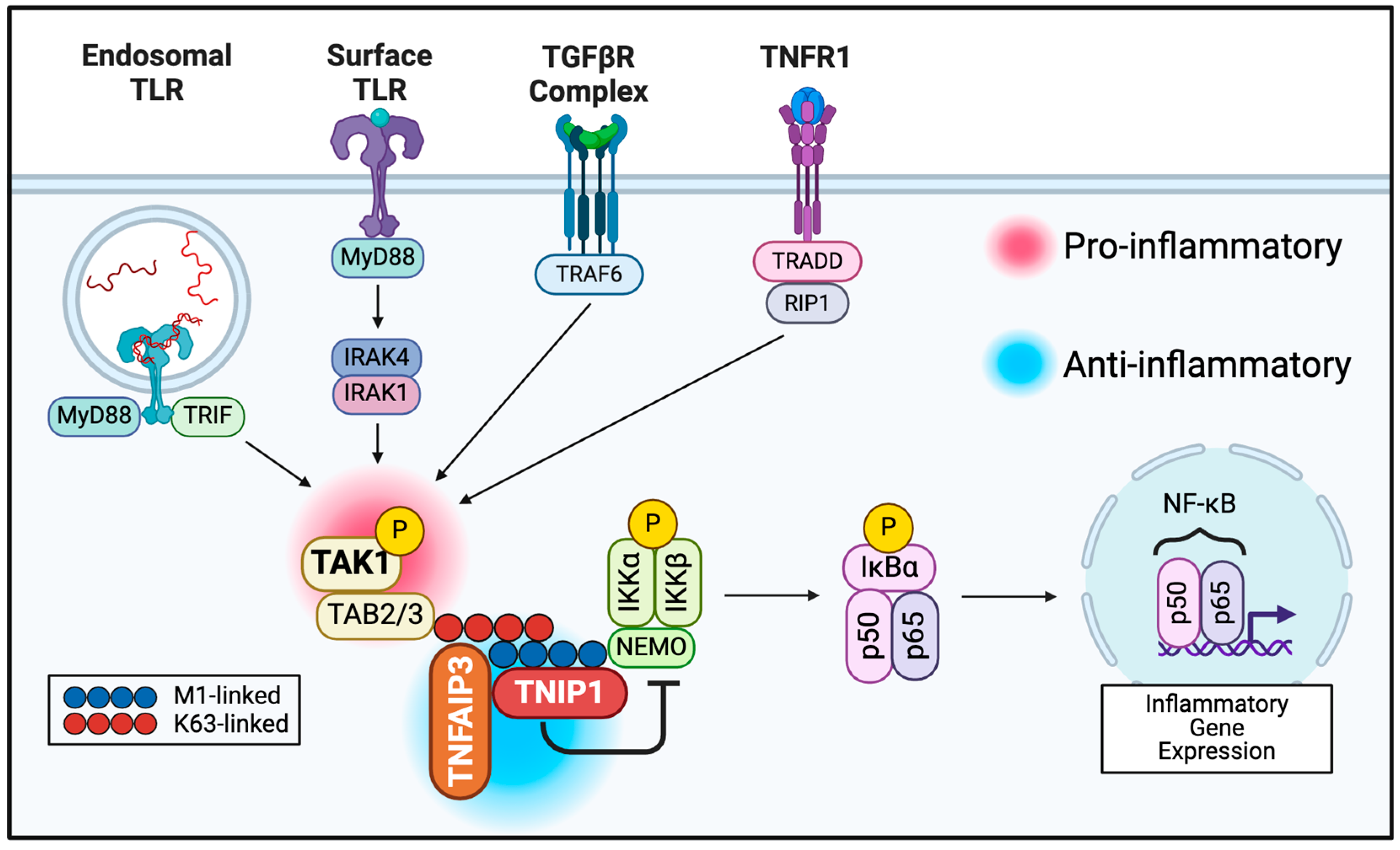 Biomedicines 12 02723 g001 Biomedicines 12 02723 g001