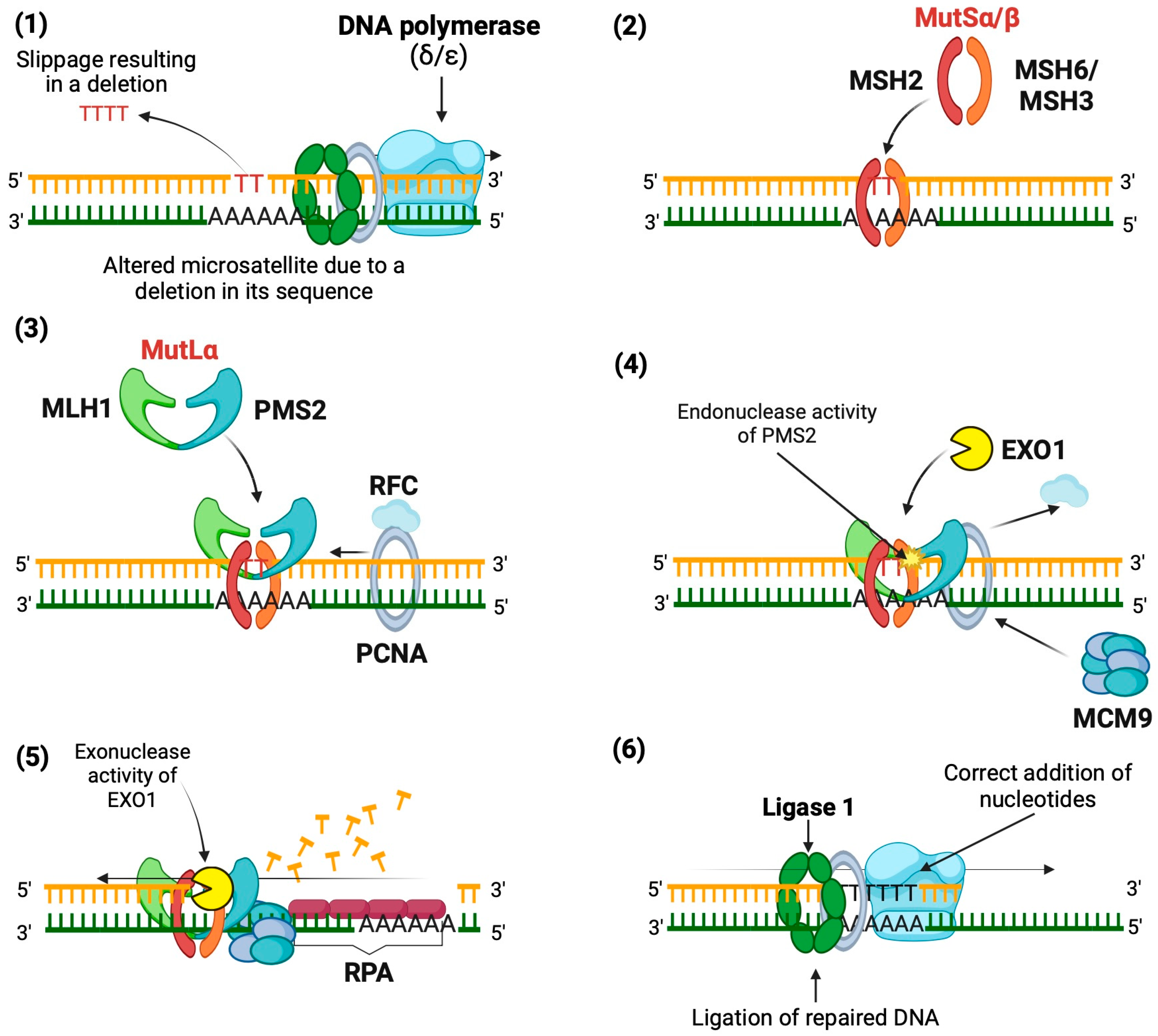 Biomedicines 12 02726 g001