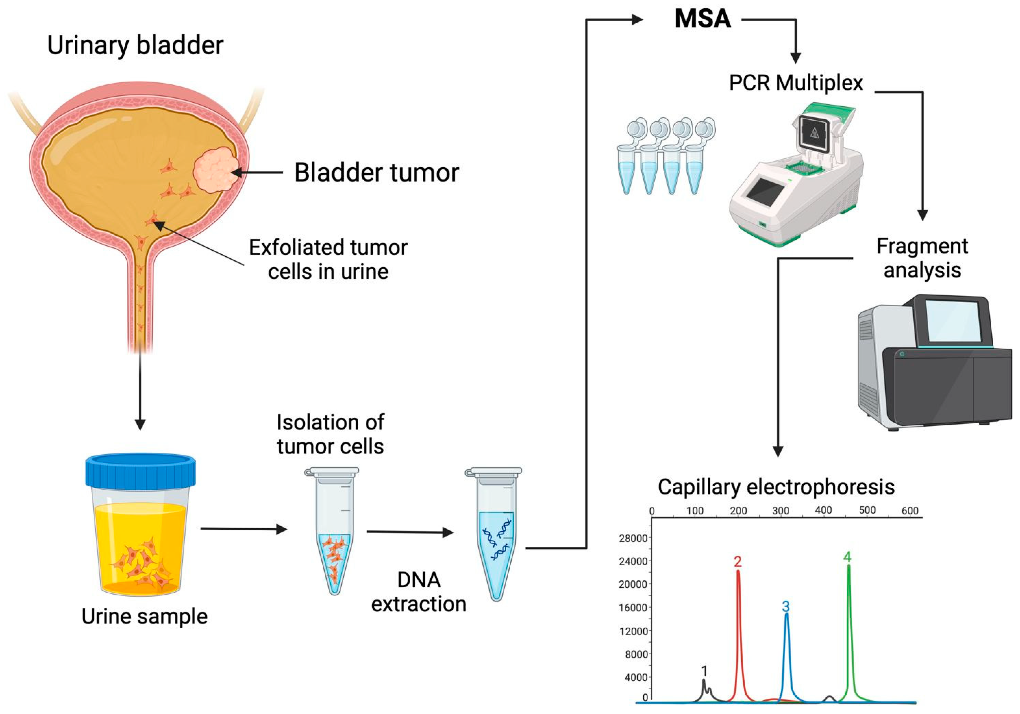 Biomedicines 12 02726 g003
