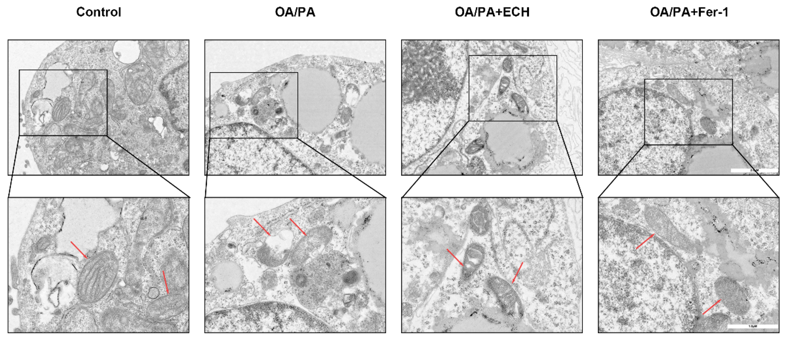 Biomedicines 12 02728 g004