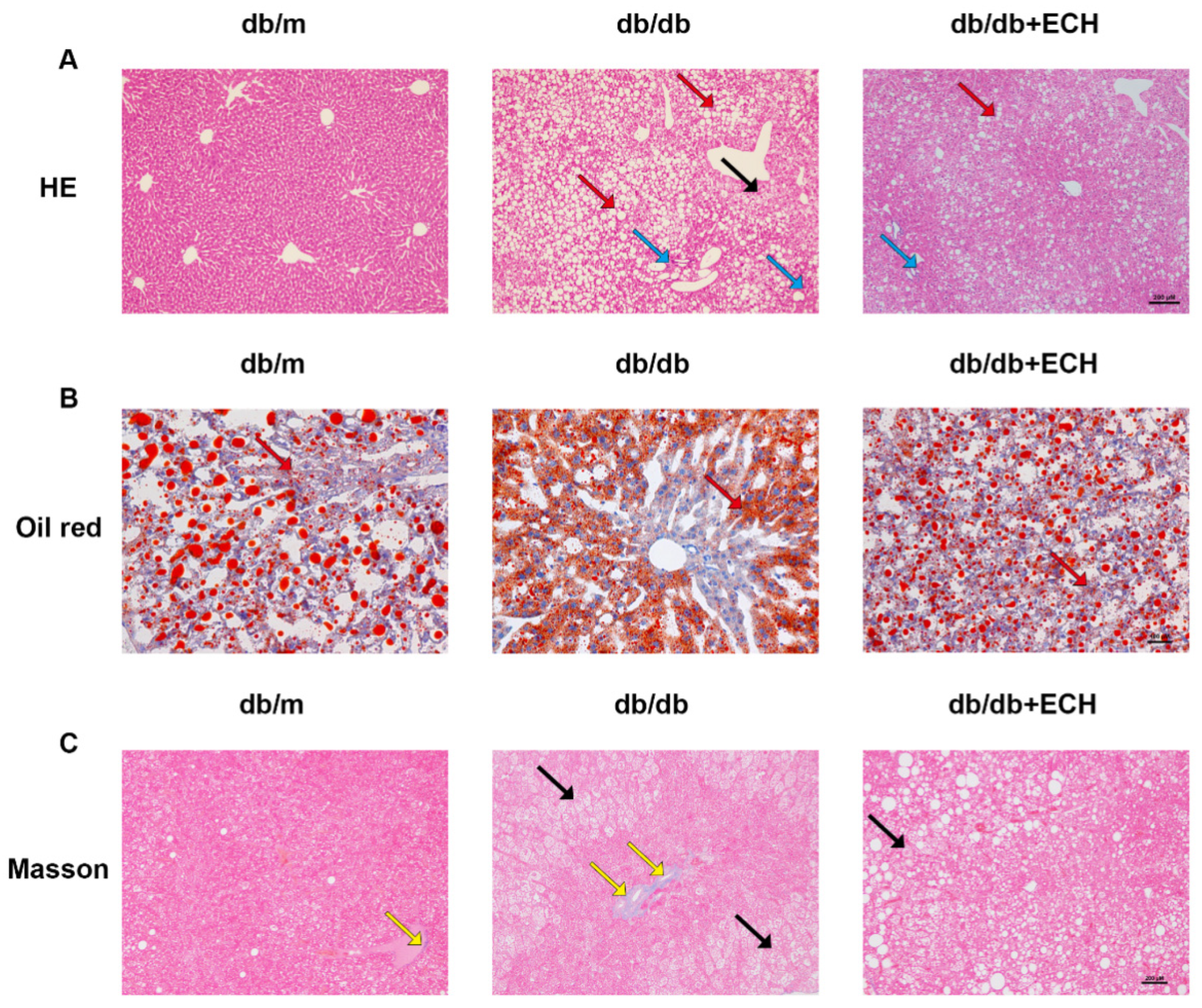 Biomedicines 12 02728 g008