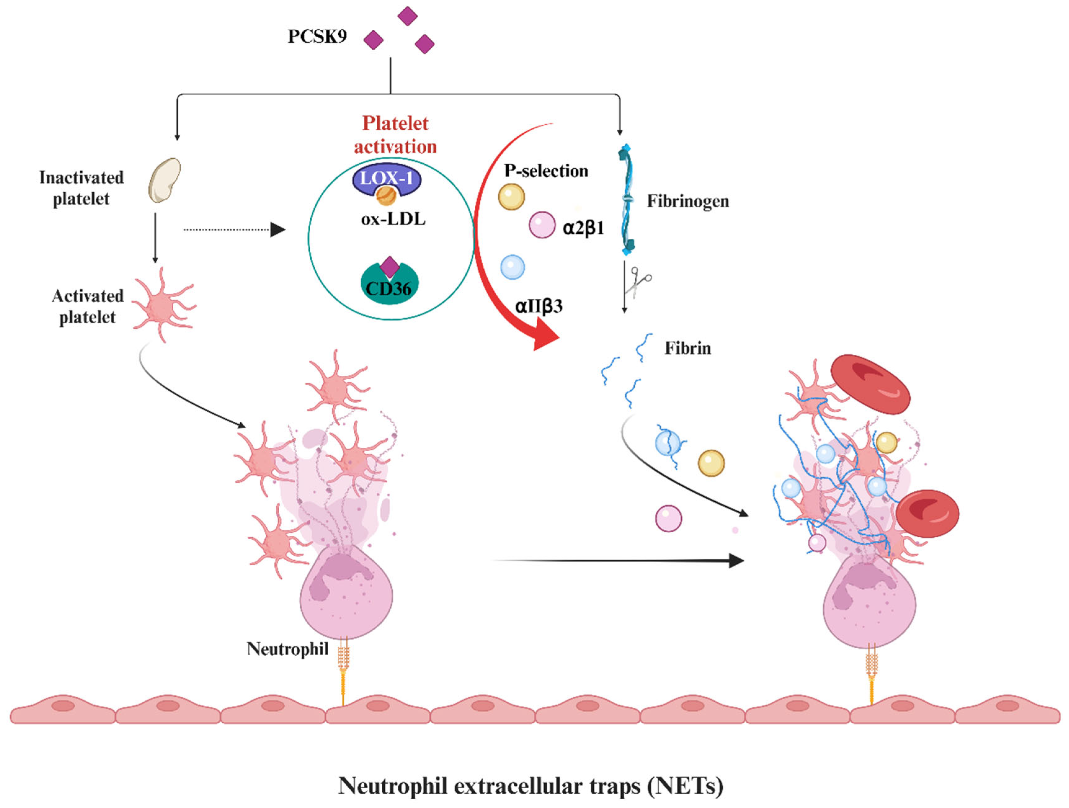 Biomedicines 12 02729 g003