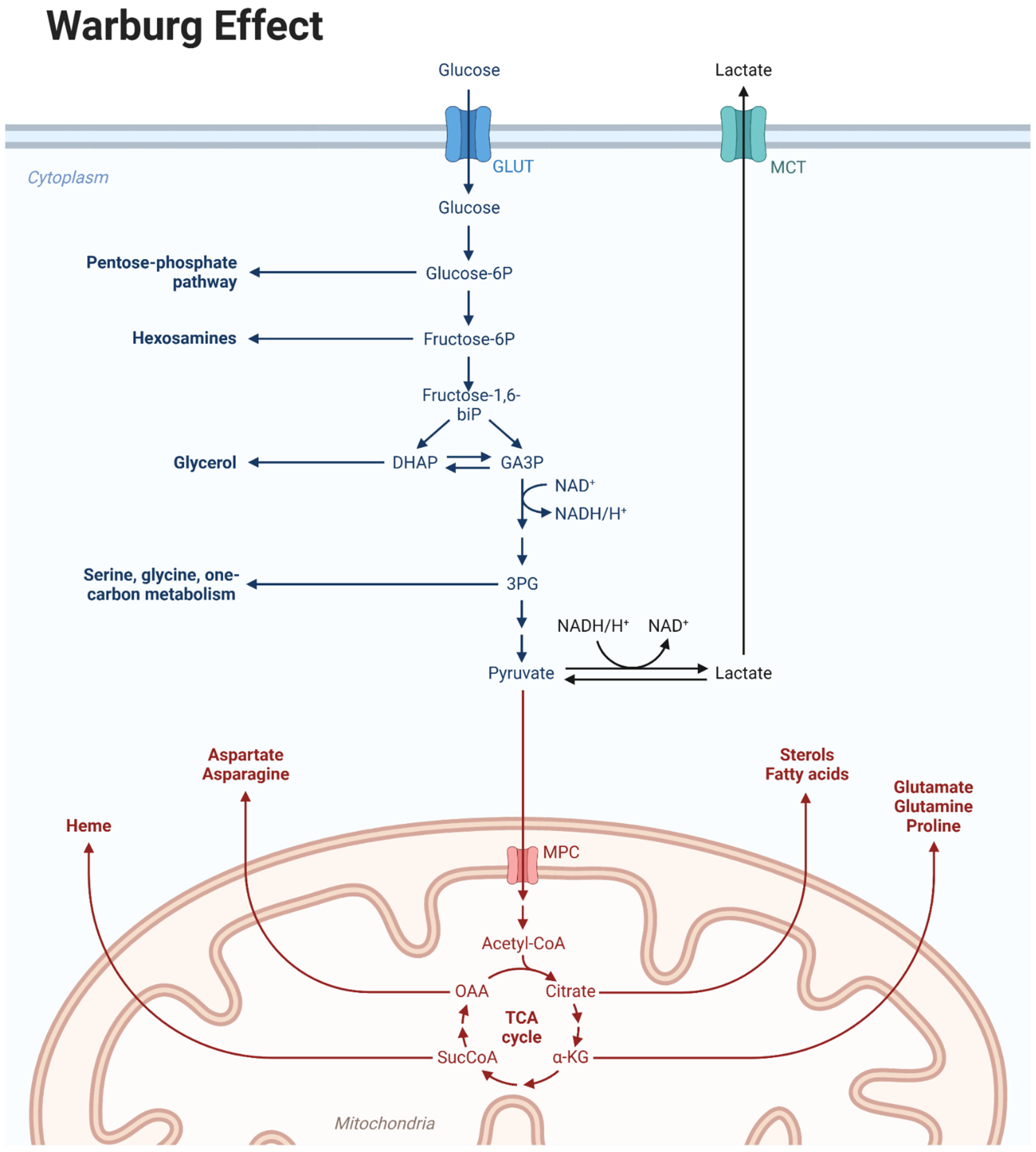 Biomedicines 12 02730 g001 Biomedicines 12 02730 g001