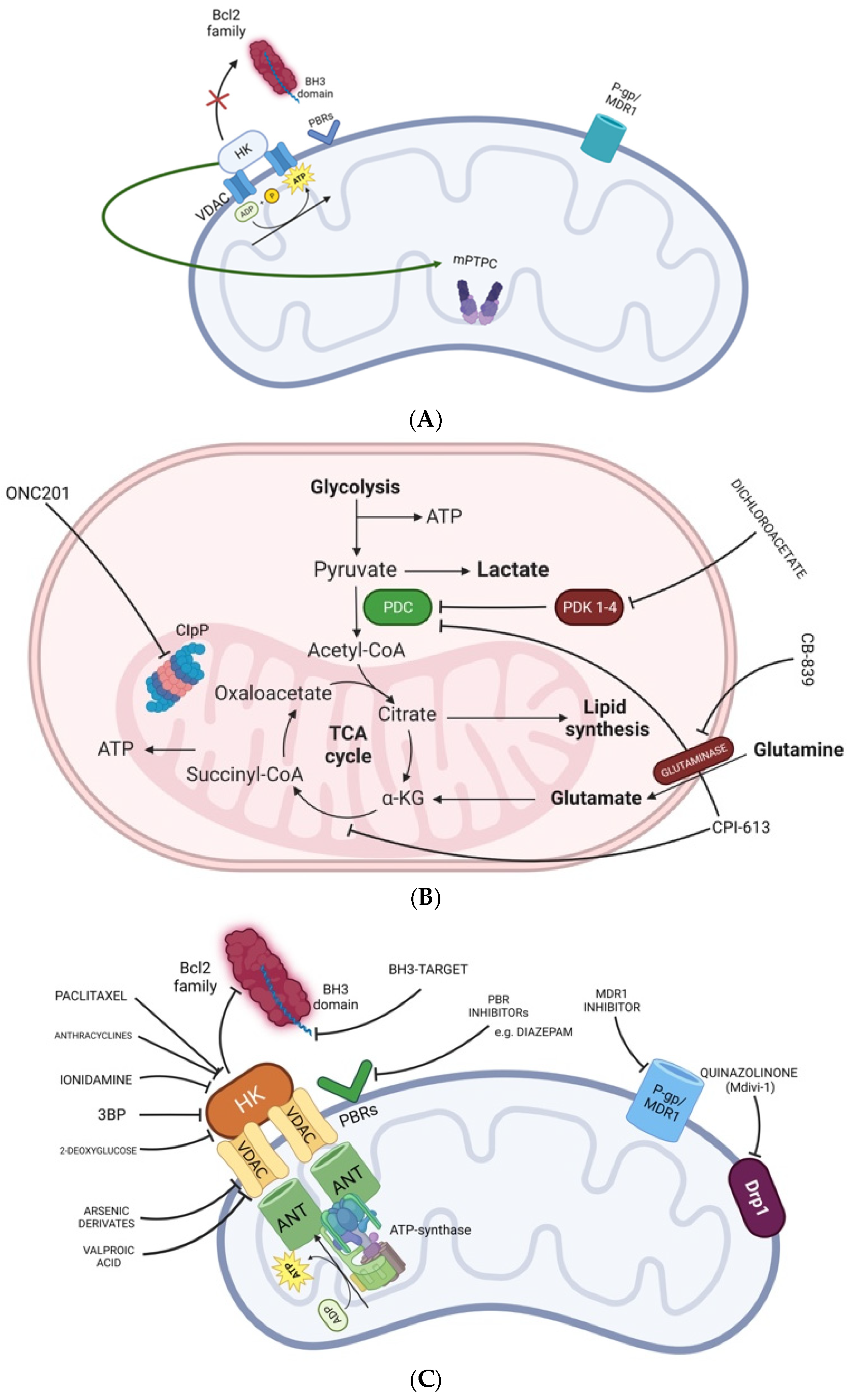 Biomedicines 12 02730 g002 Biomedicines 12 02730 g002