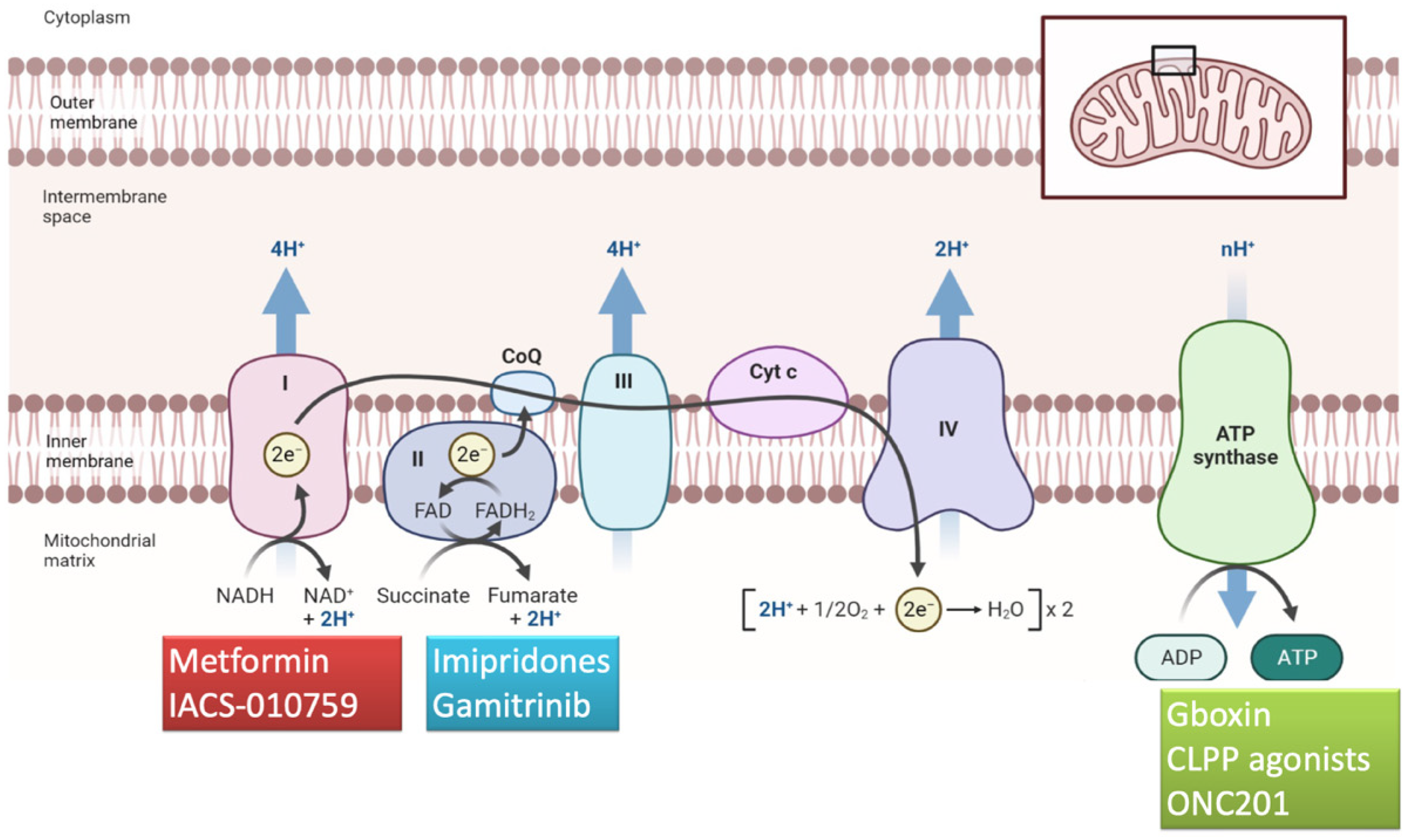 Biomedicines 12 02730 g003 Biomedicines 12 02730 g003