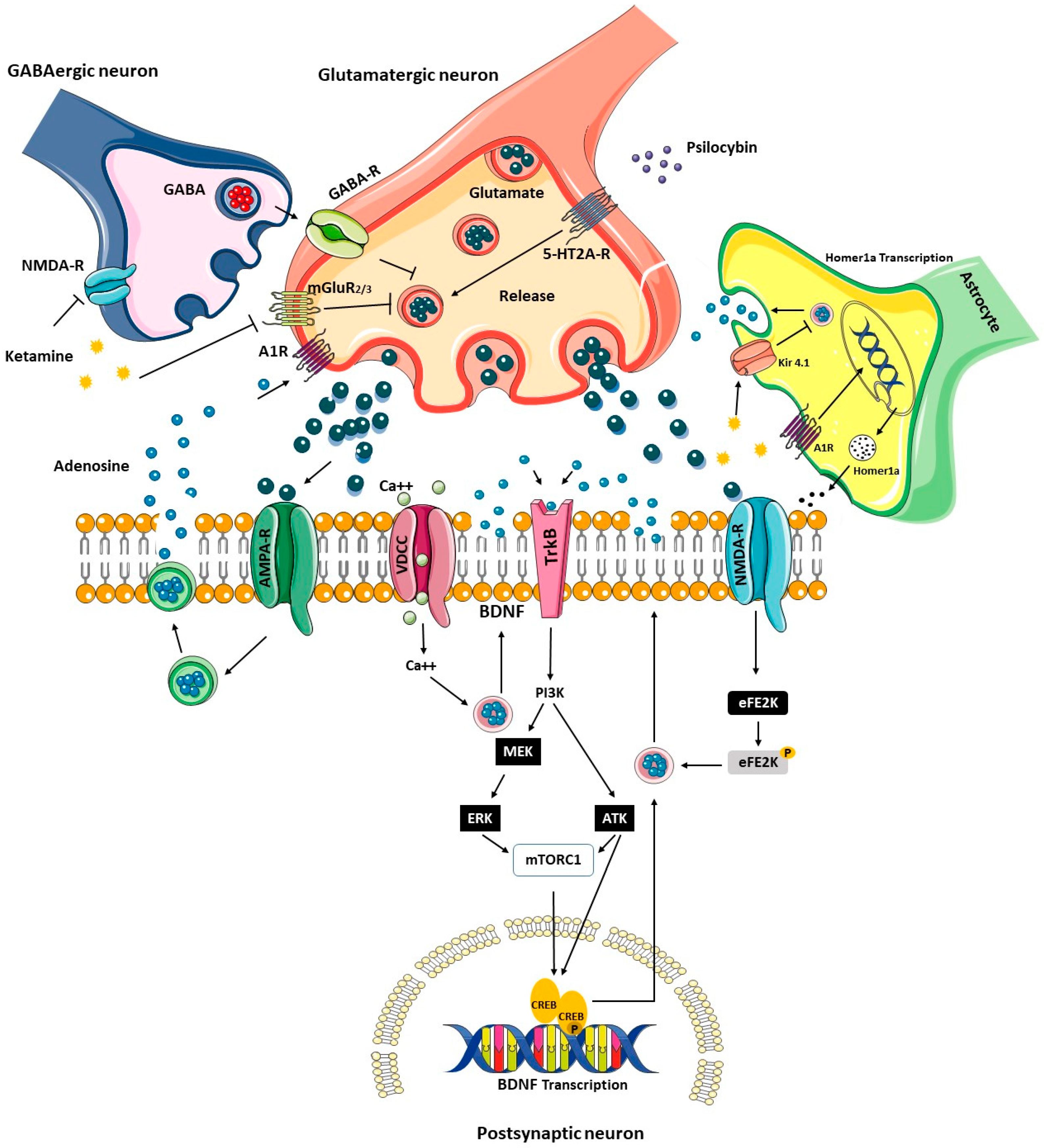 Biomedicines 12 02744 g001