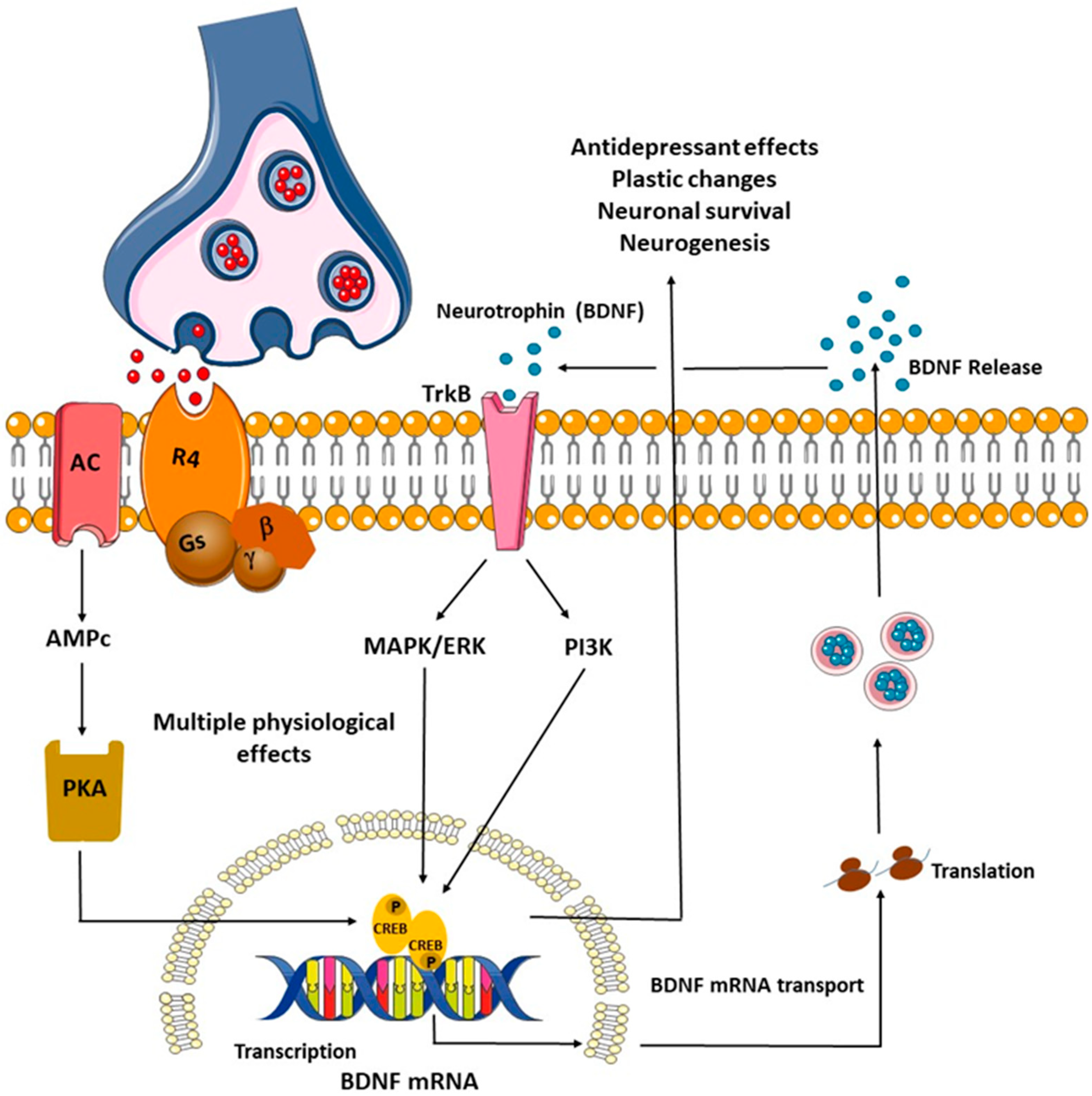 Biomedicines 12 02744 g002