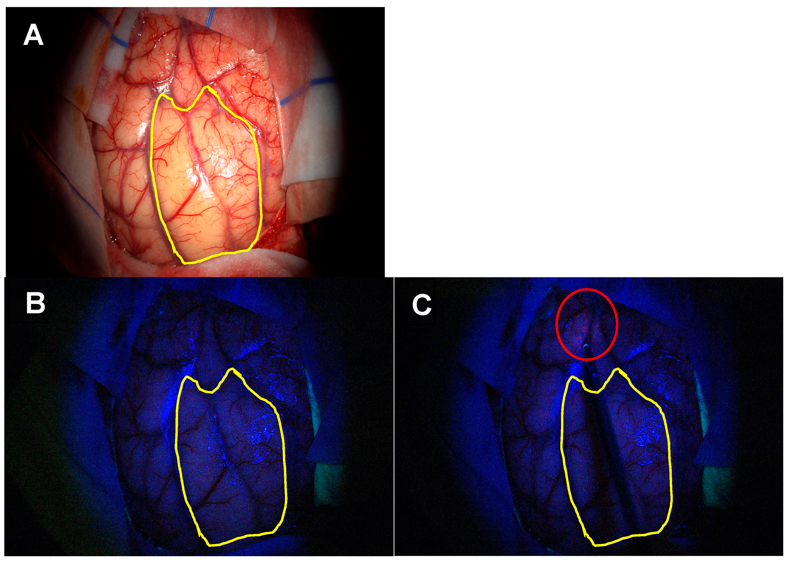 Biomedicines 12 02748 g007