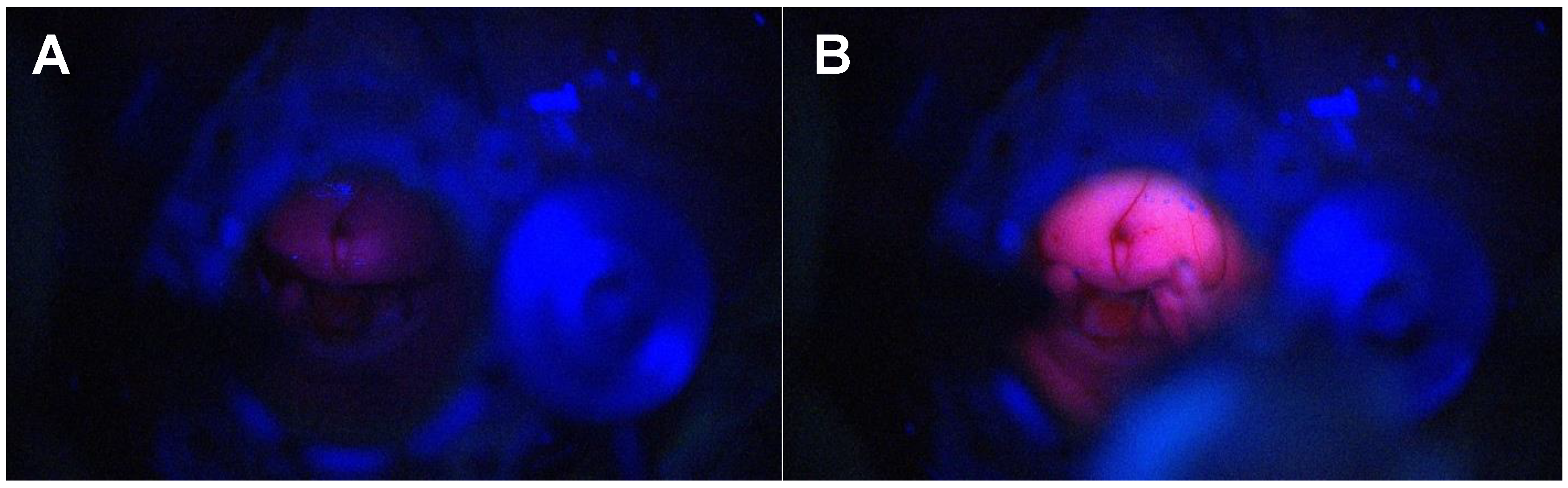 Biomedicines 12 02748 g010
