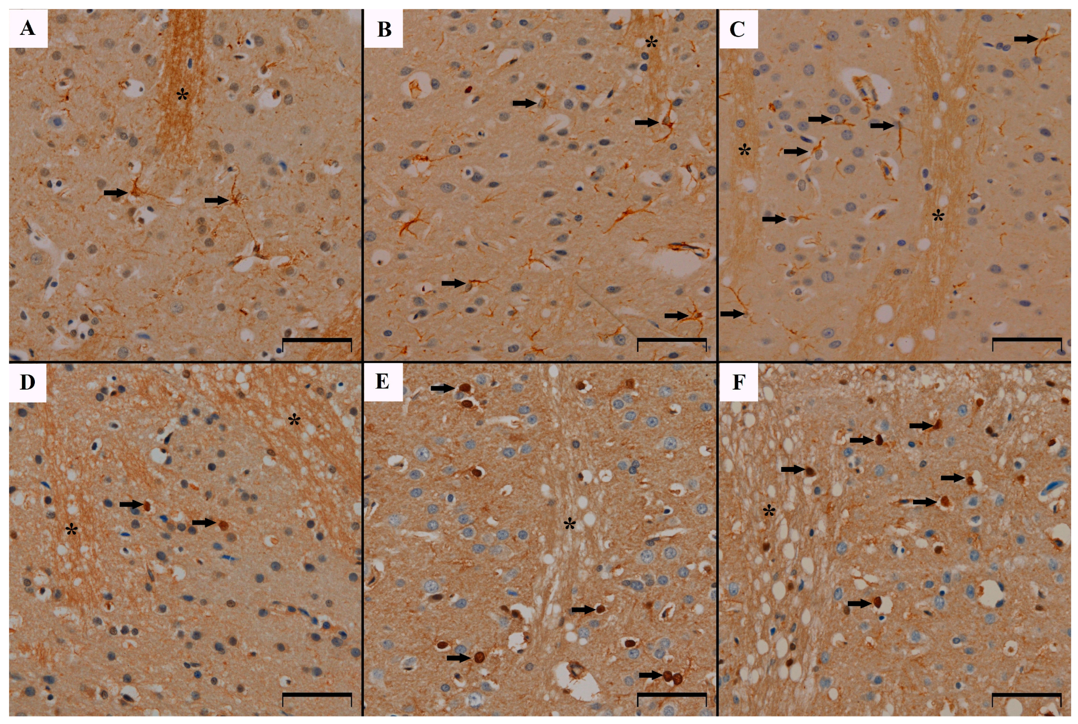 Biomedicines 12 02763 g001