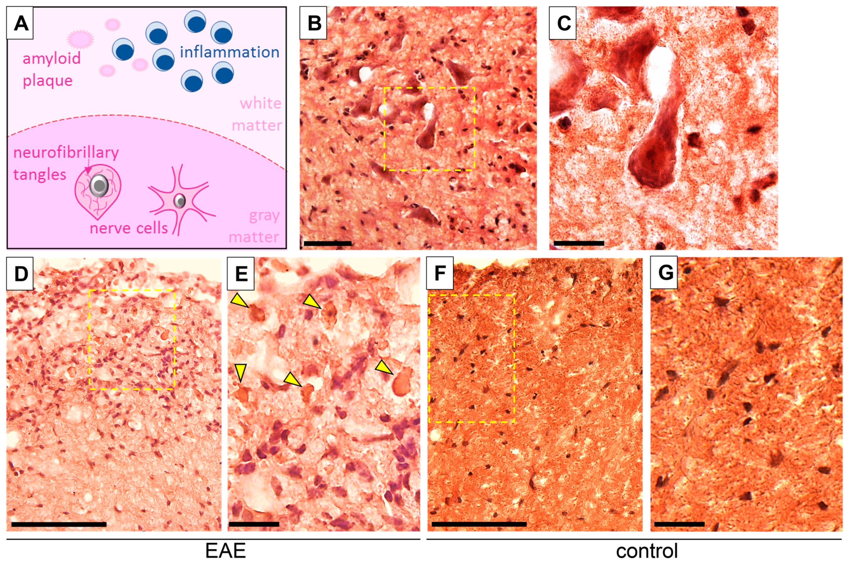 Biomedicines 12 02770 g003