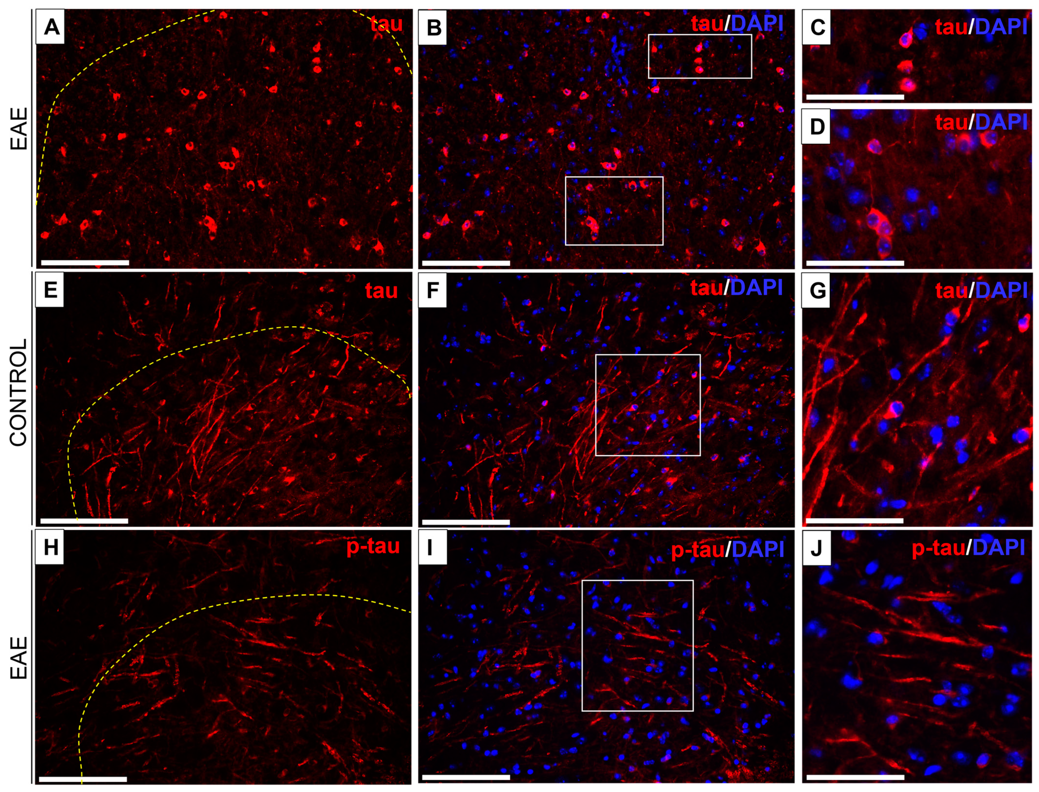 Biomedicines 12 02770 g006