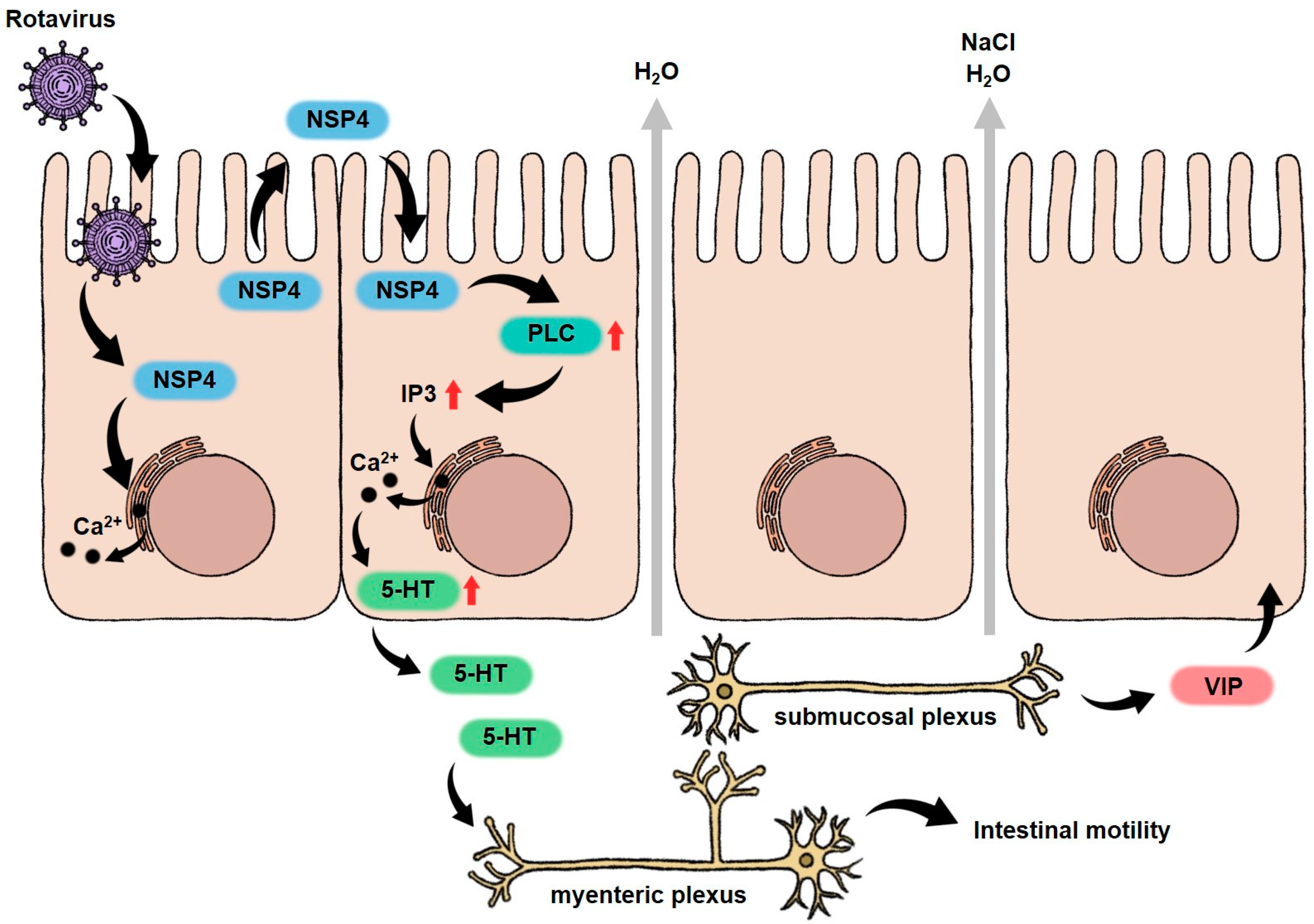 Biomedicines 12 02773 g001 Biomedicines 12 02773 g001