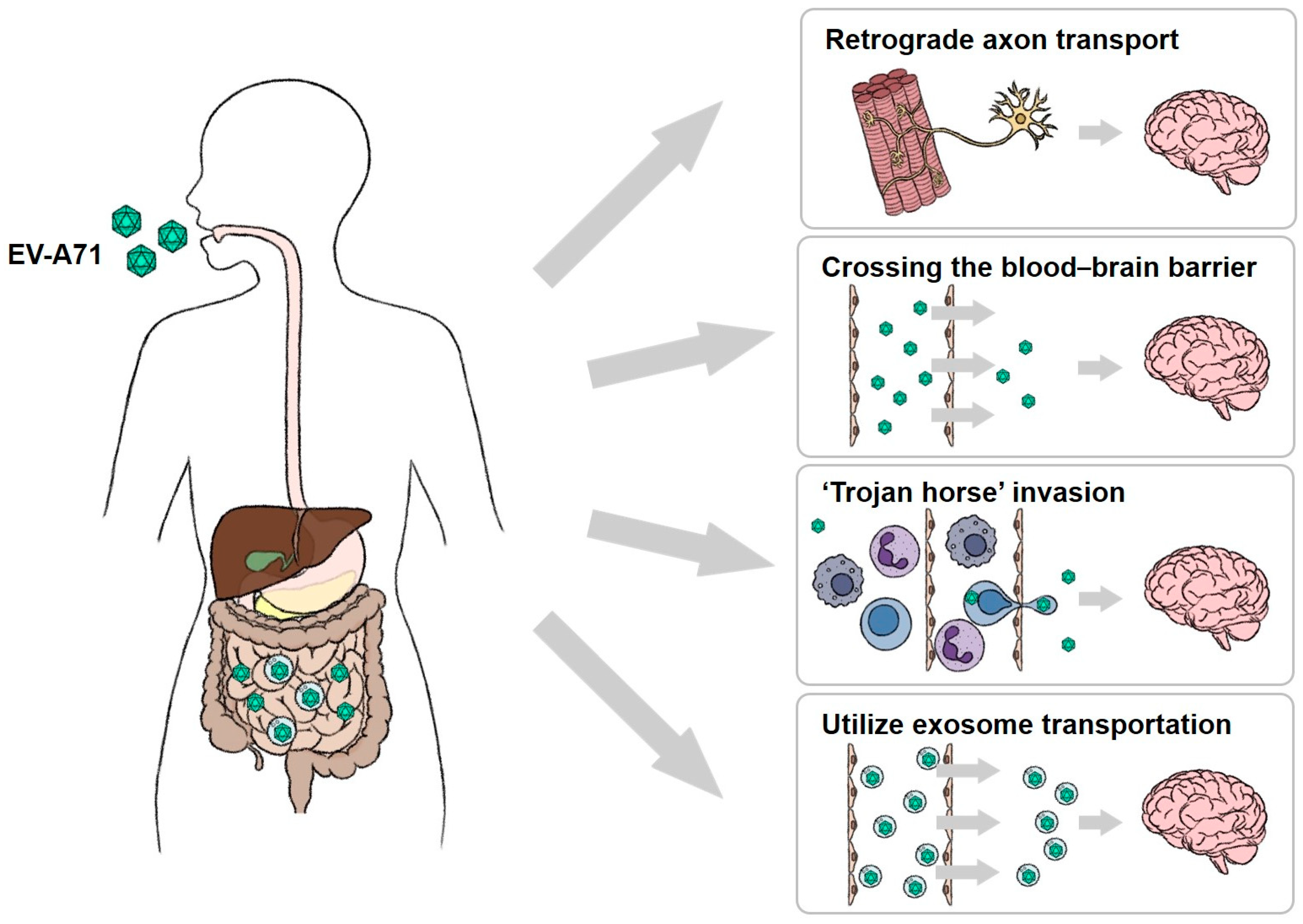 Biomedicines 12 02773 g002 Biomedicines 12 02773 g002