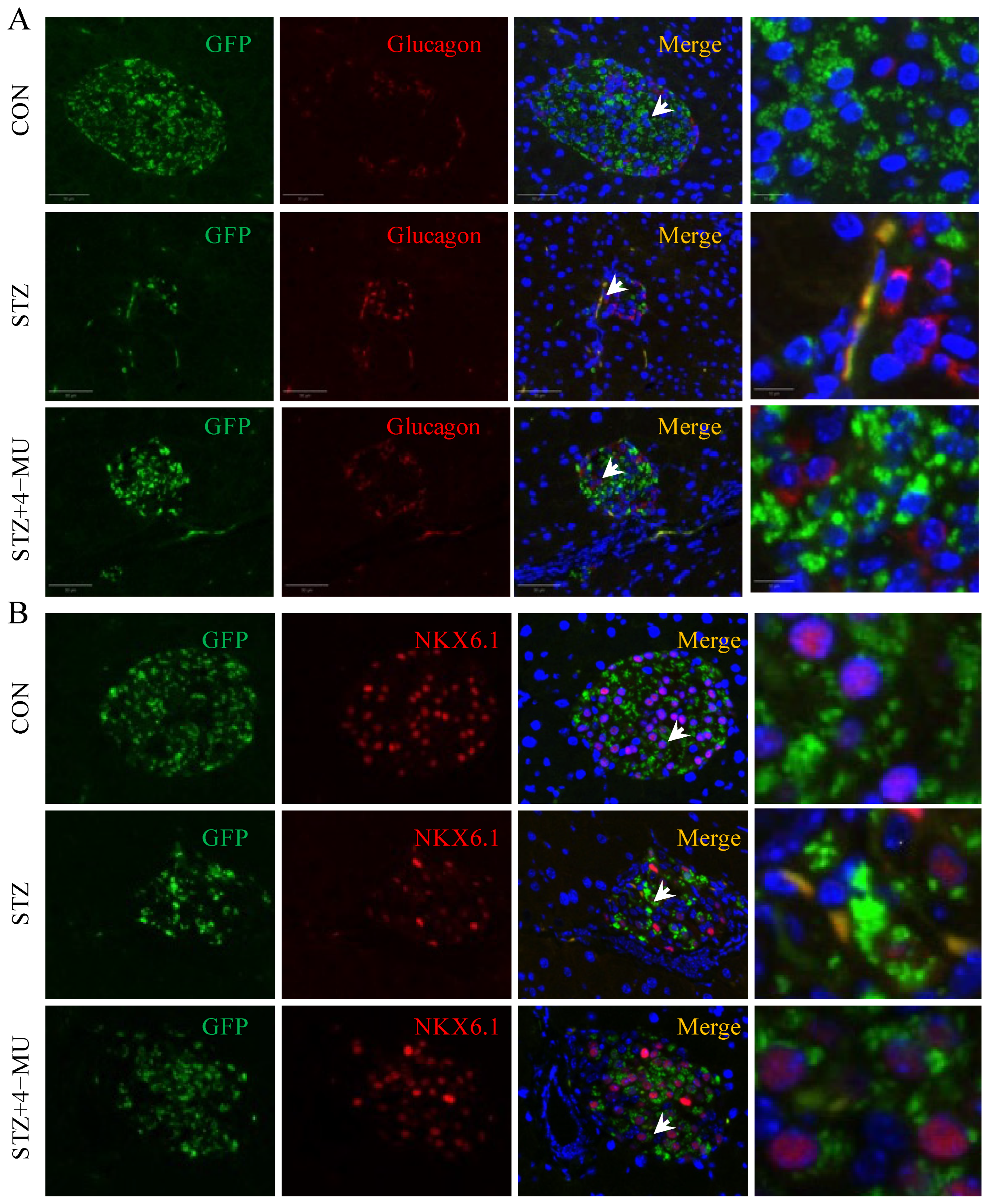Biomedicines 12 02790 g004