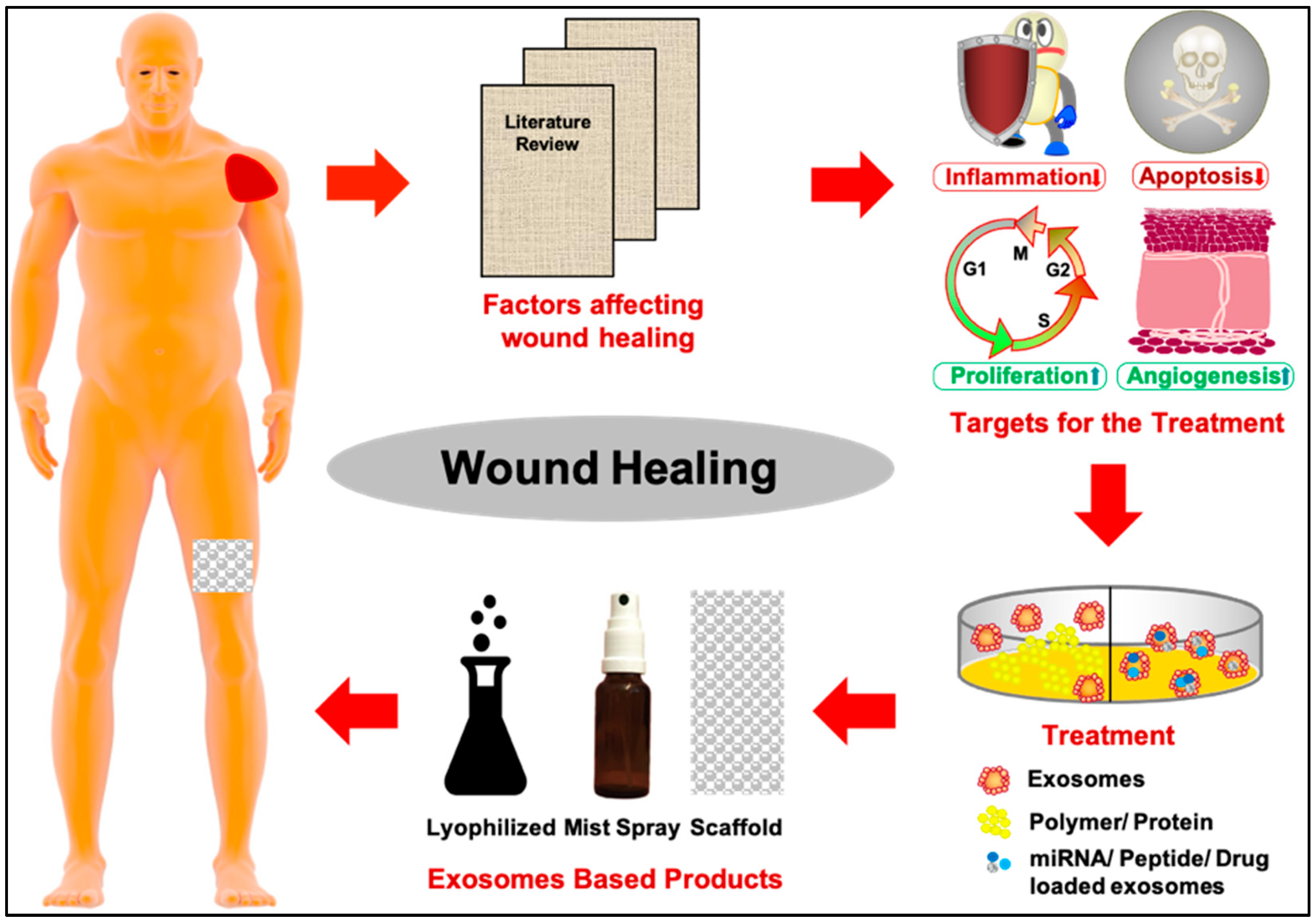 Biomedicines 12 02791 g001