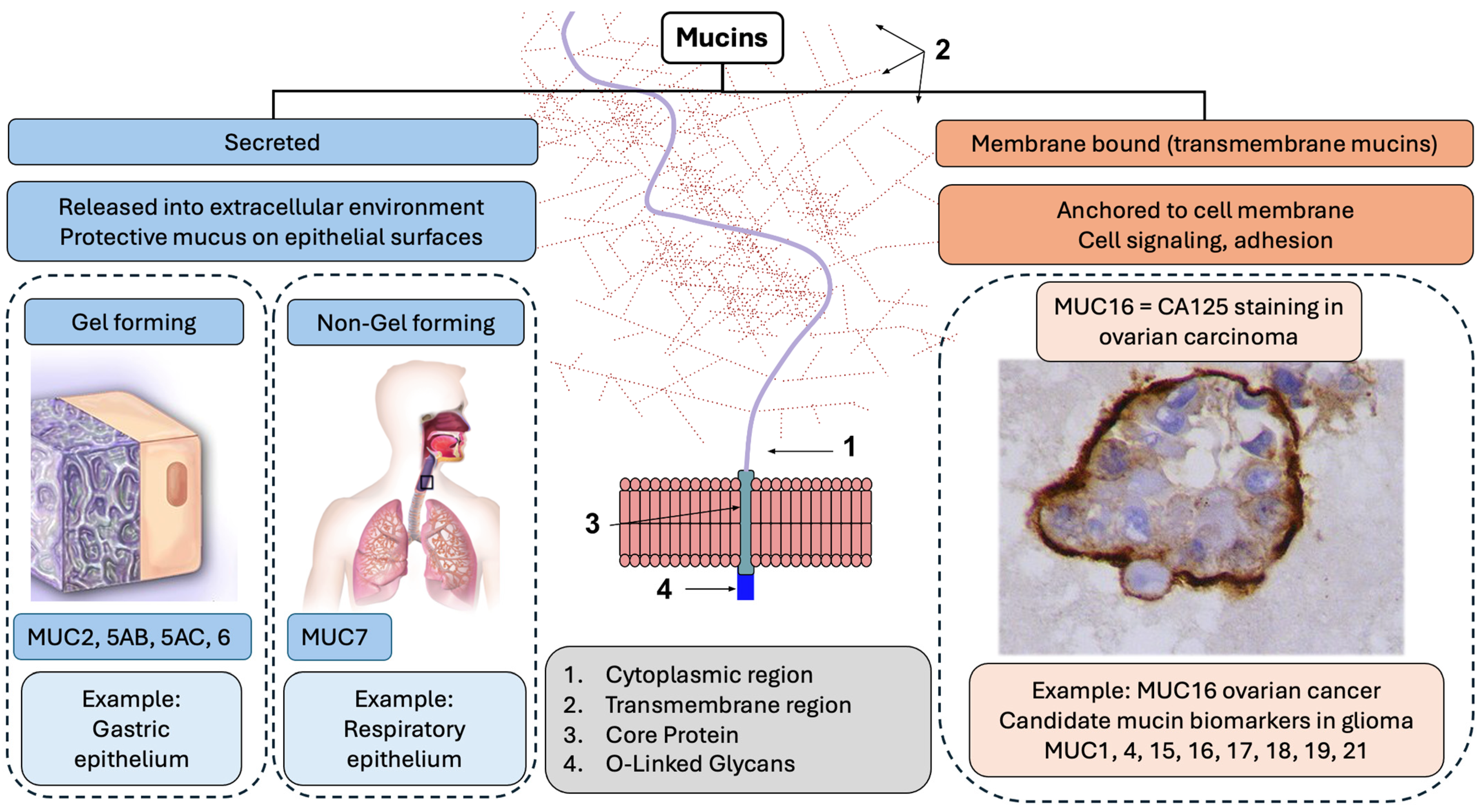 Biomedicines 12 02806 g001