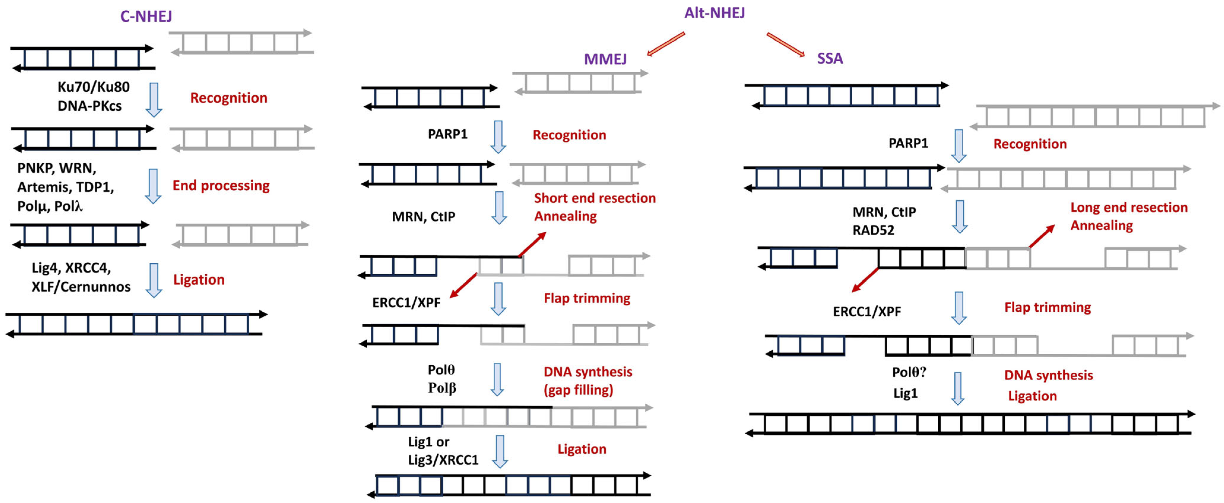 Biomedicines 12 02808 g003