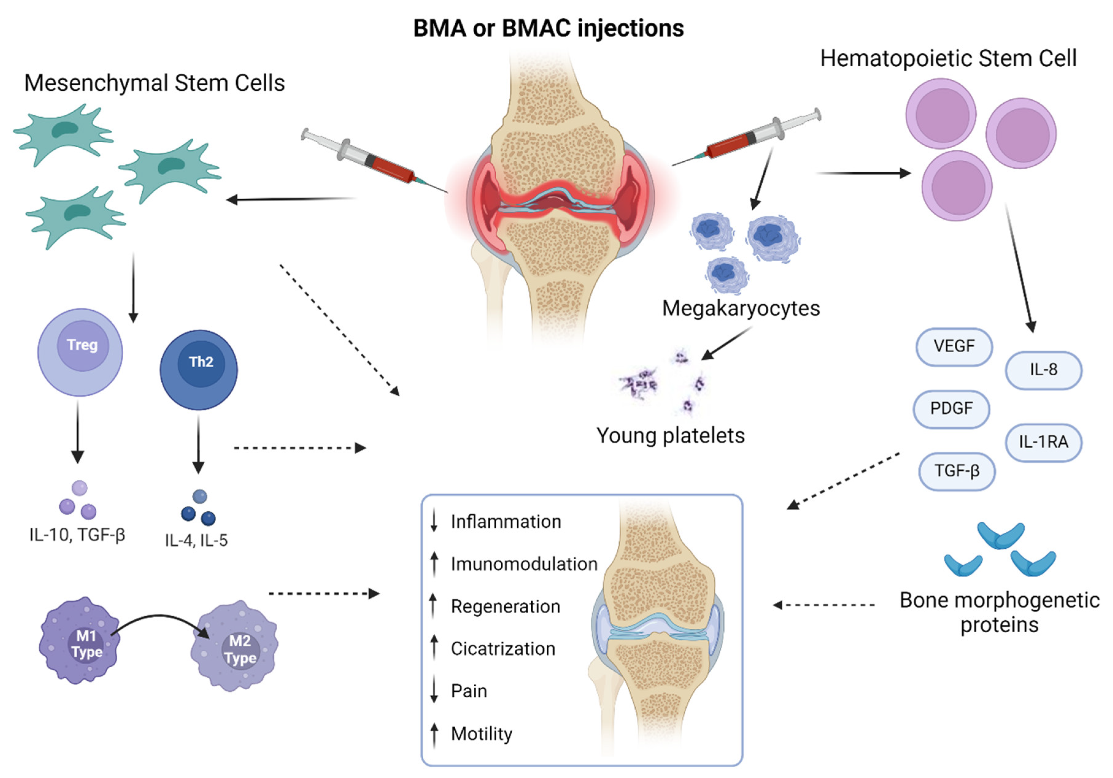 Biomedicines 12 02812 g002