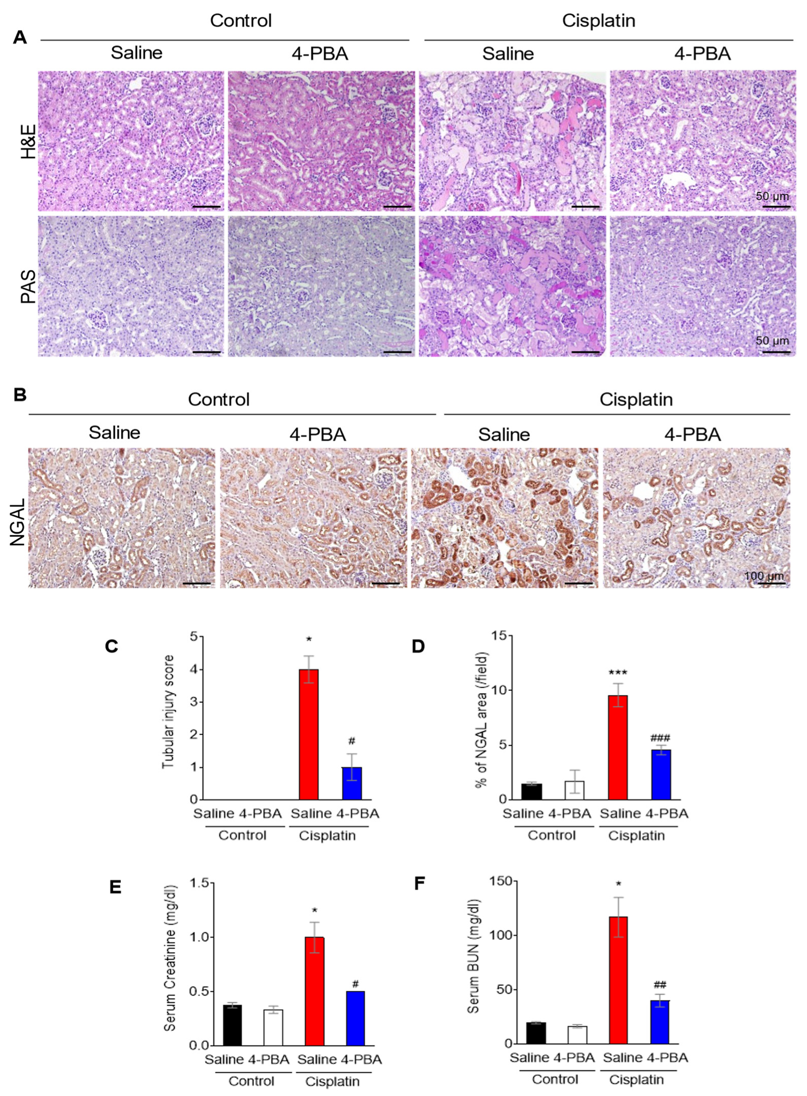 Biomedicines 12 02815 g001