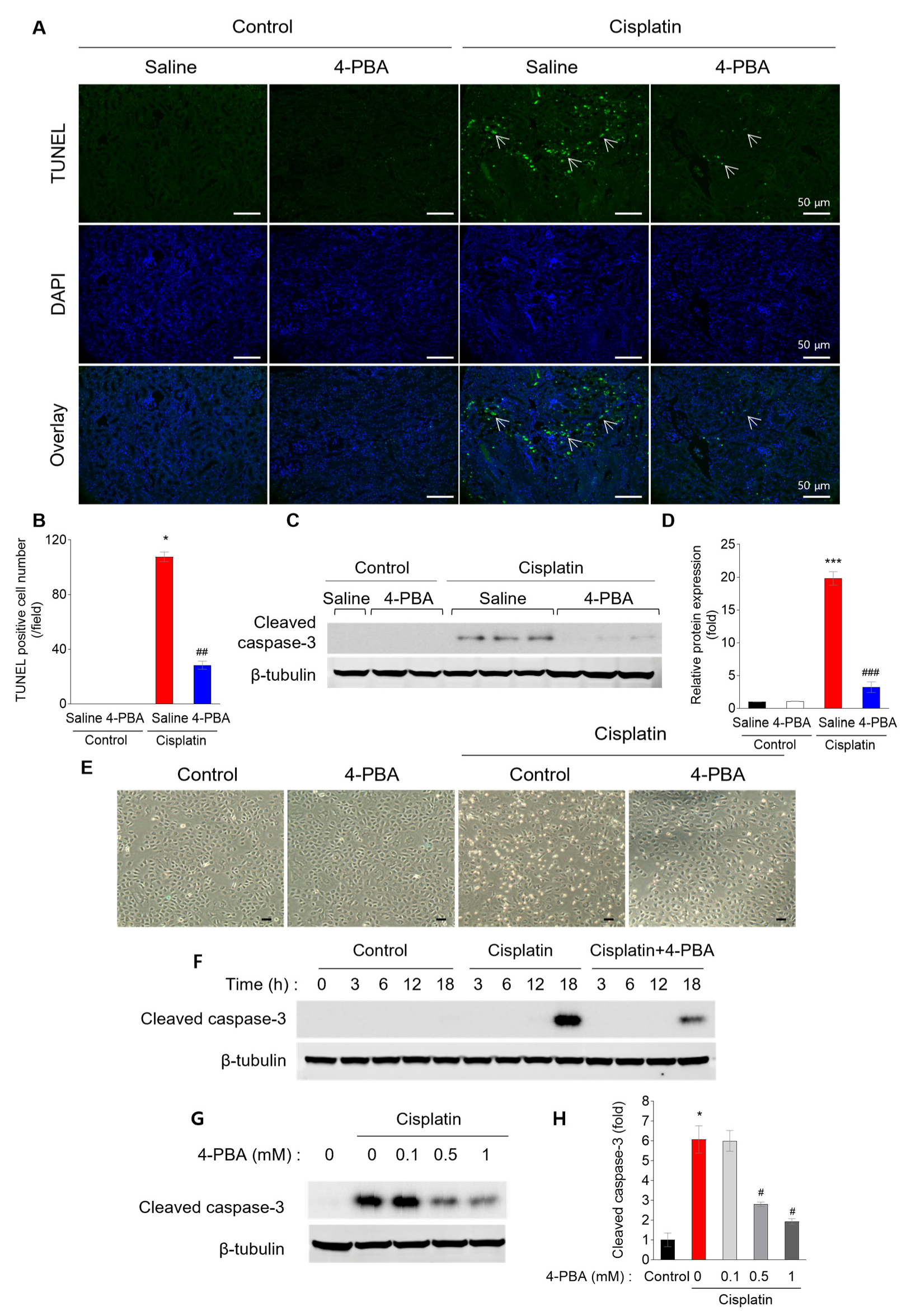 Biomedicines 12 02815 g002