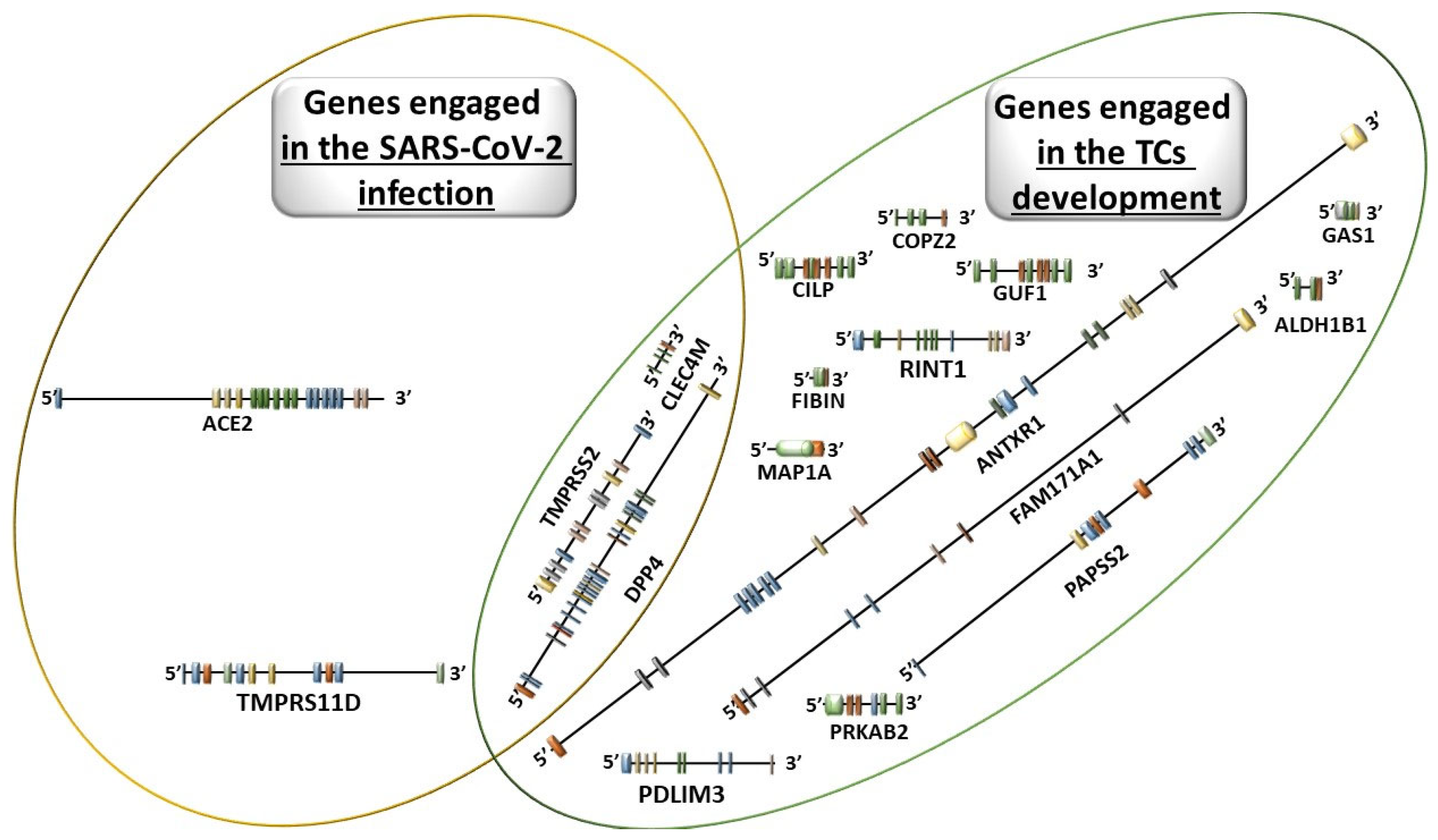 Biomedicines 12 02829 g002