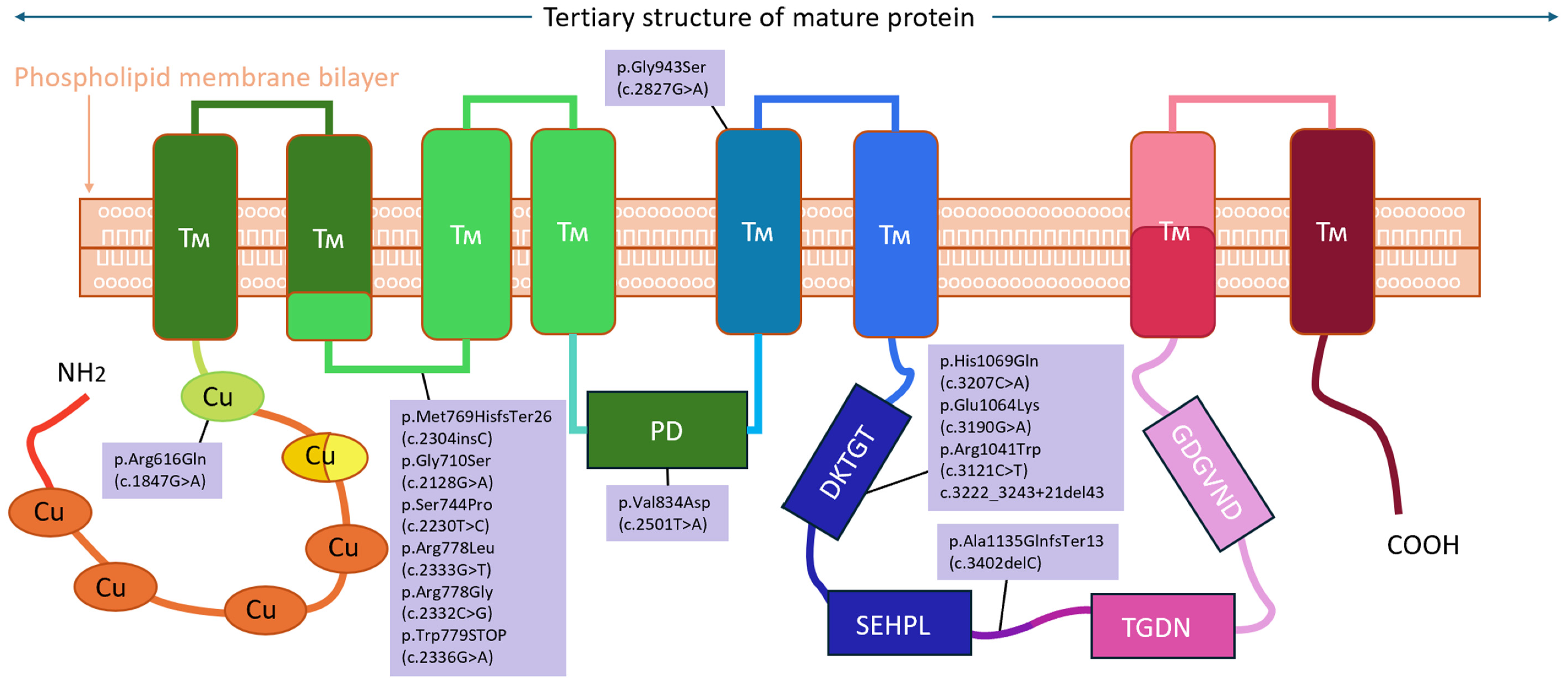 Biomedicines 12 02833 g003