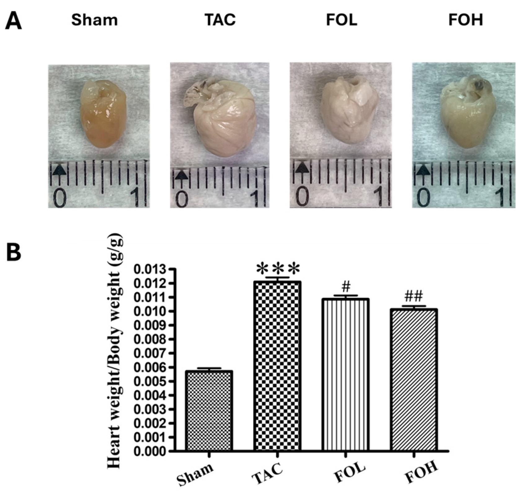 Biomedicines 12 02847 g002