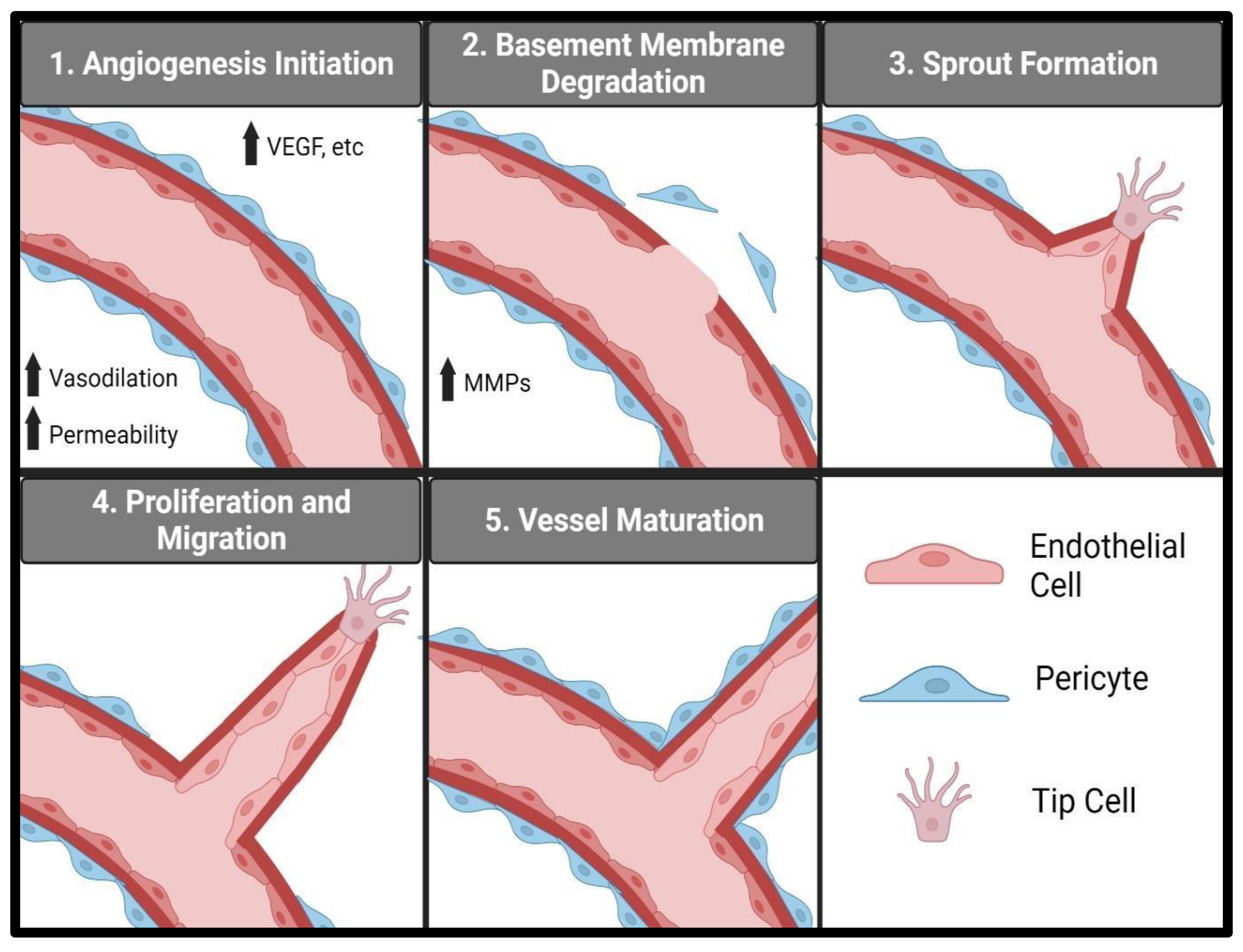 Biomedicines 12 02851 g003 Biomedicines 12 02851 g003