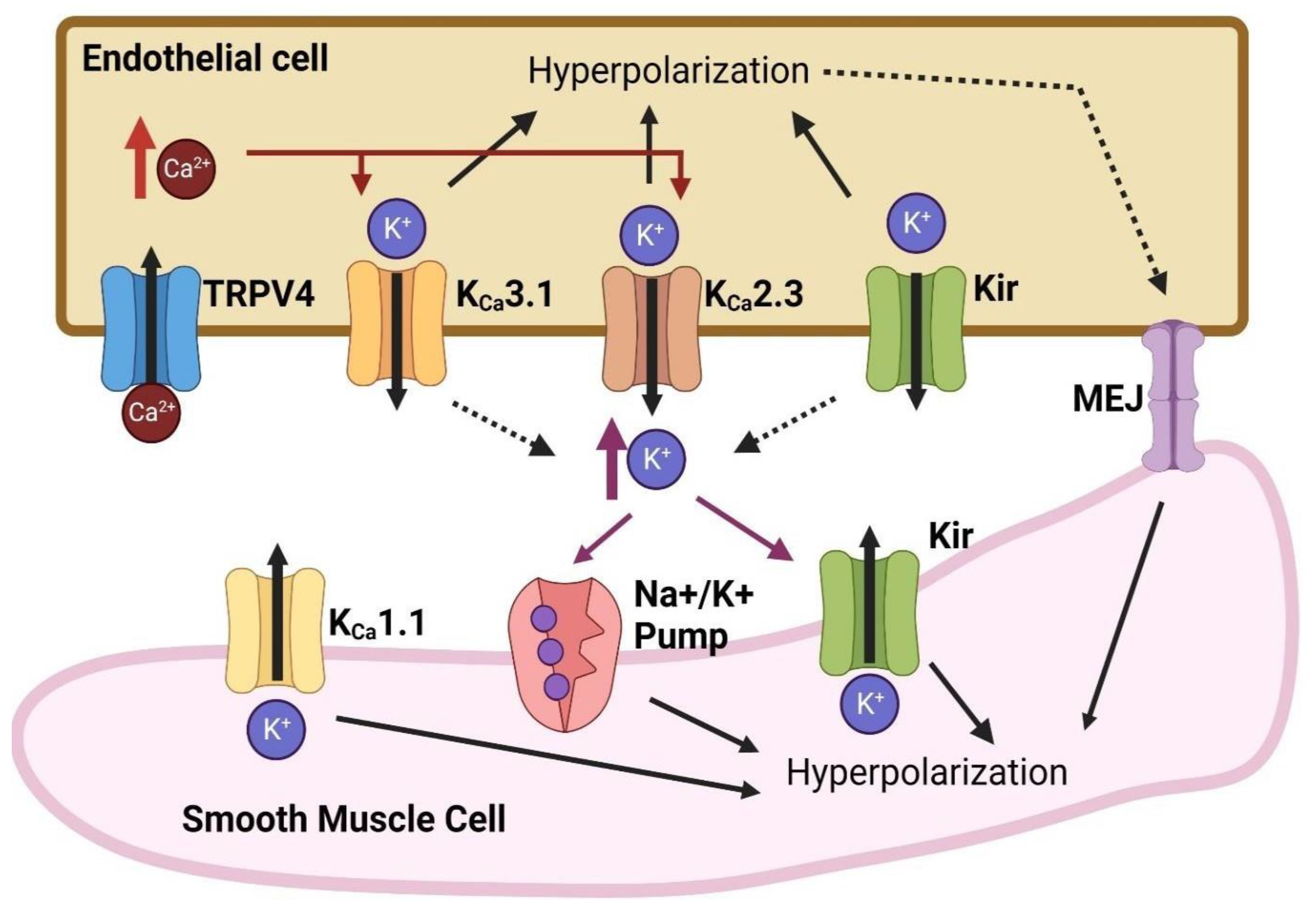 Biomedicines 12 02851 g004 Biomedicines 12 02851 g004