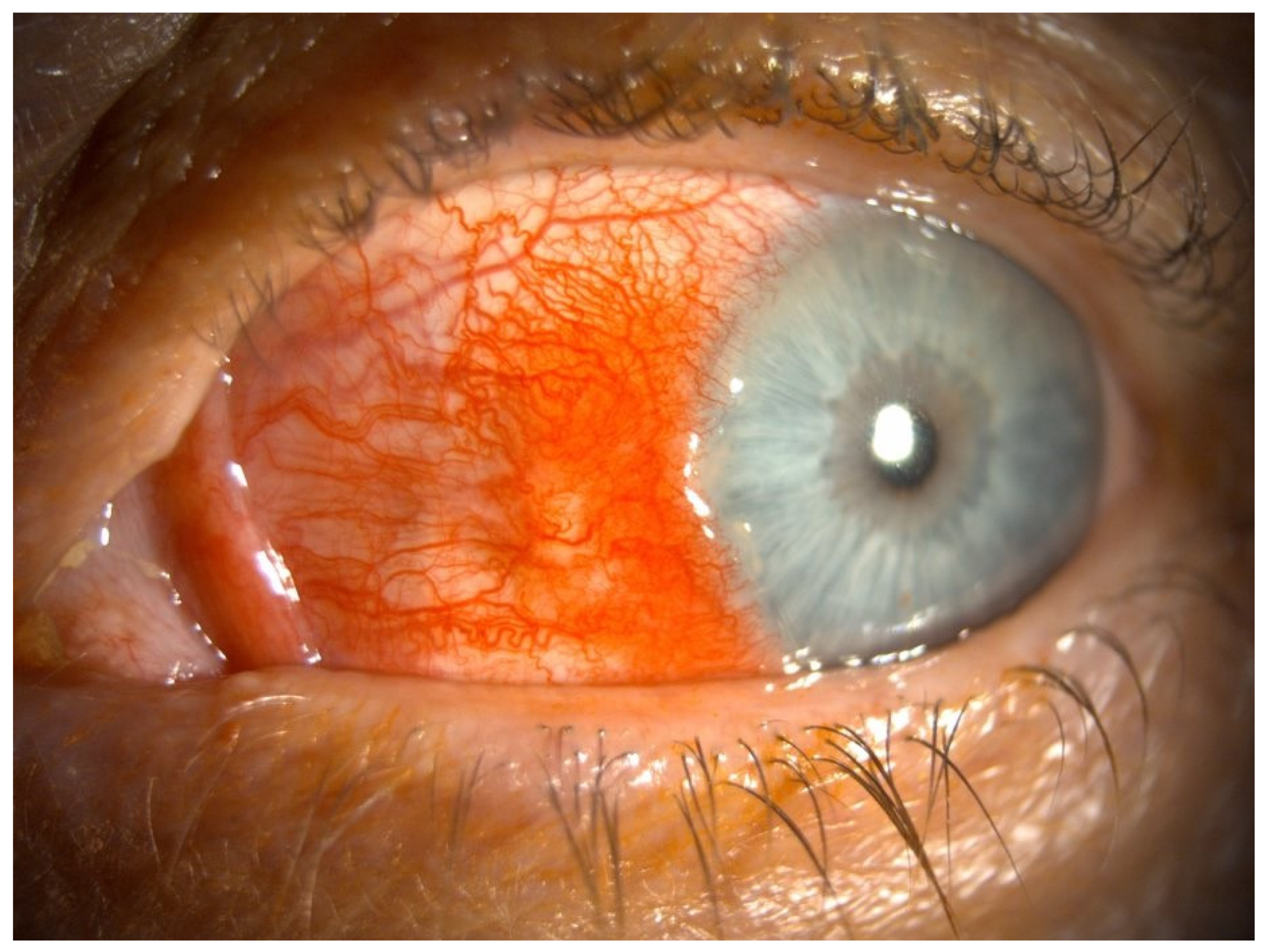 Biomedicines 12 02856 g002