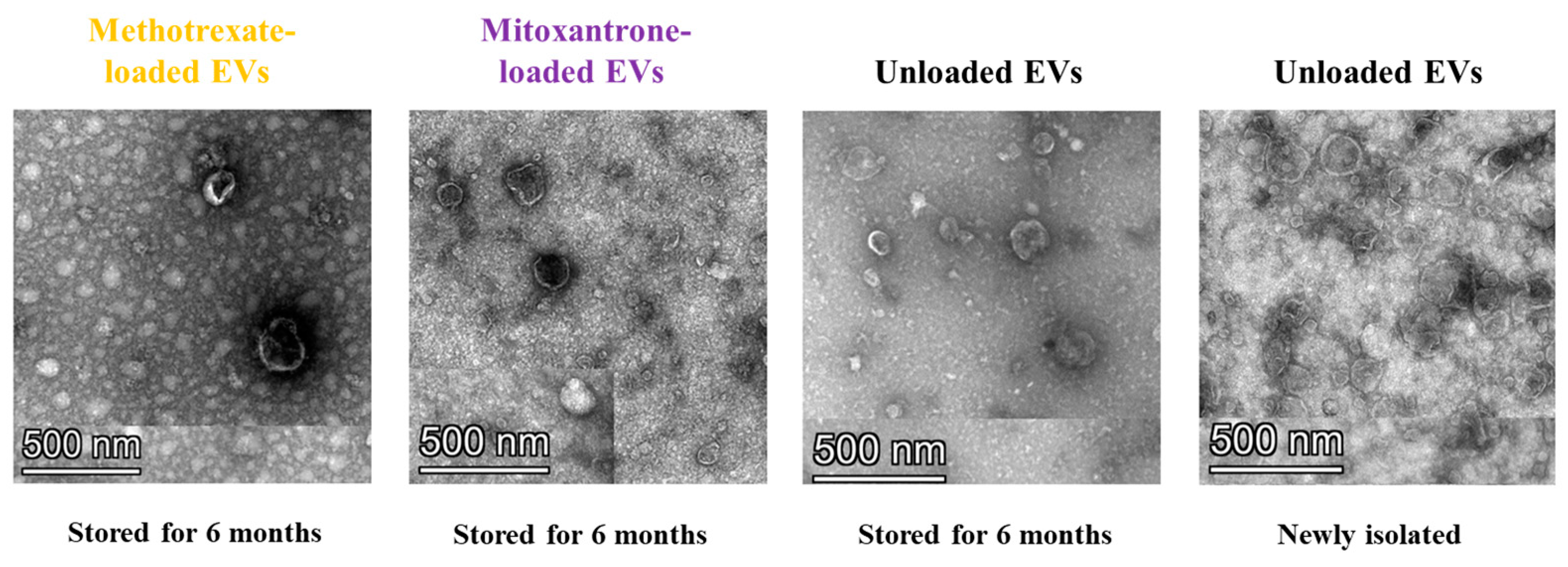 Biomedicines 12 02863 g007