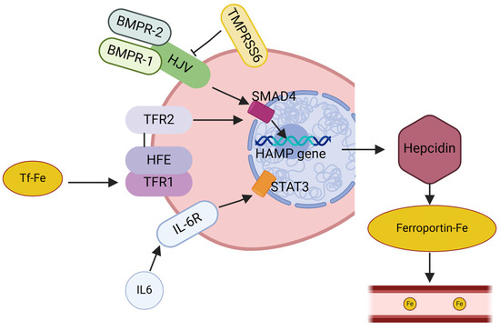 Sex and Gender Differences in Iron Chelation