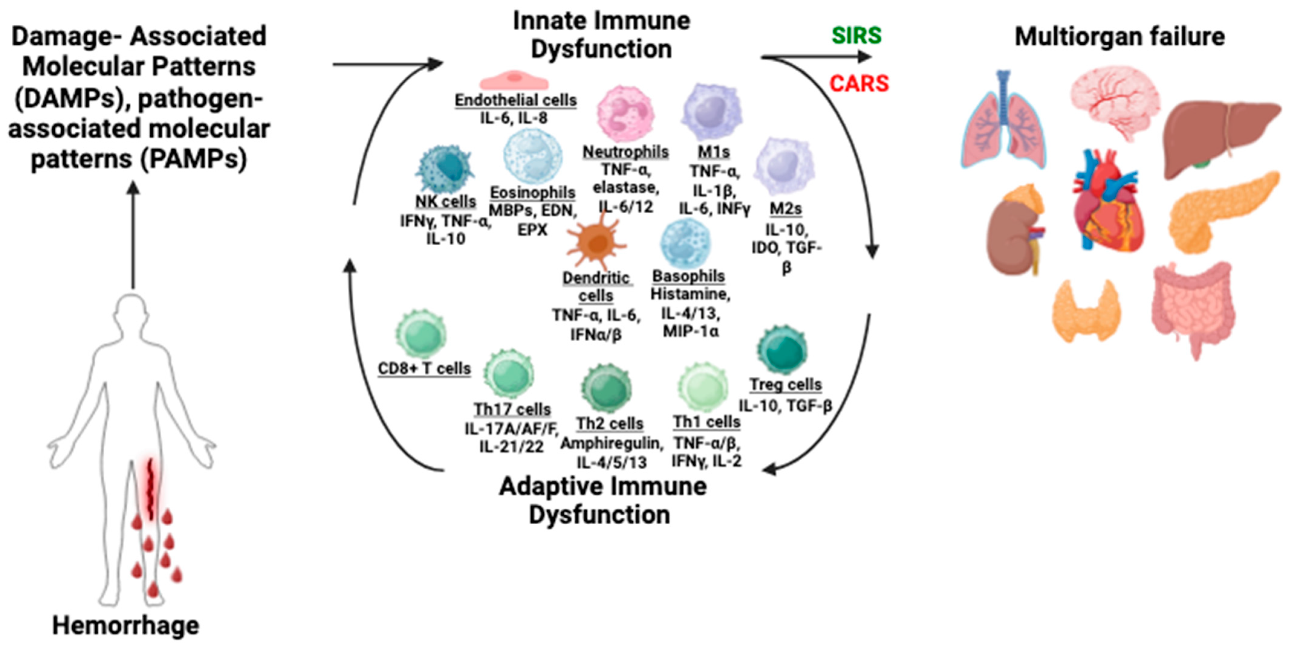 Biomedicines 12 02889 g002