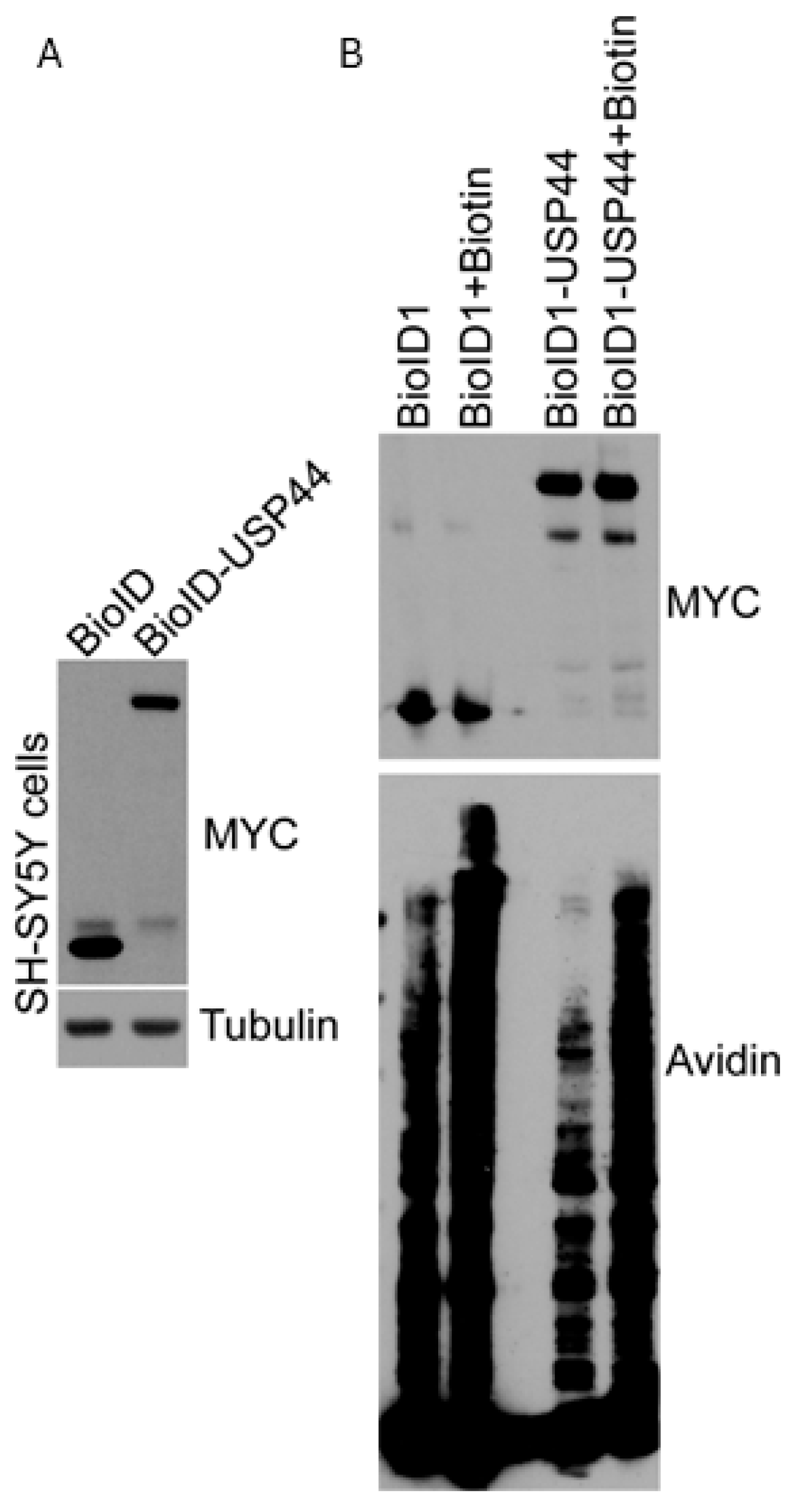 Biomedicines 12 02901 g001
