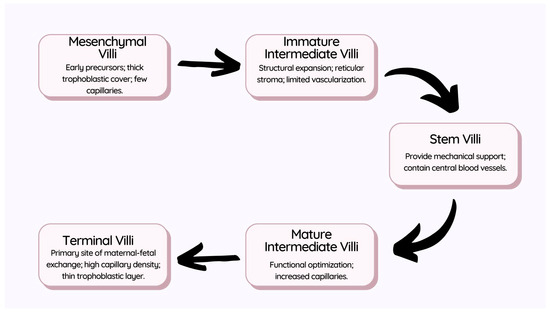 The Interplay of Molecular Factors and Morphology in Human 