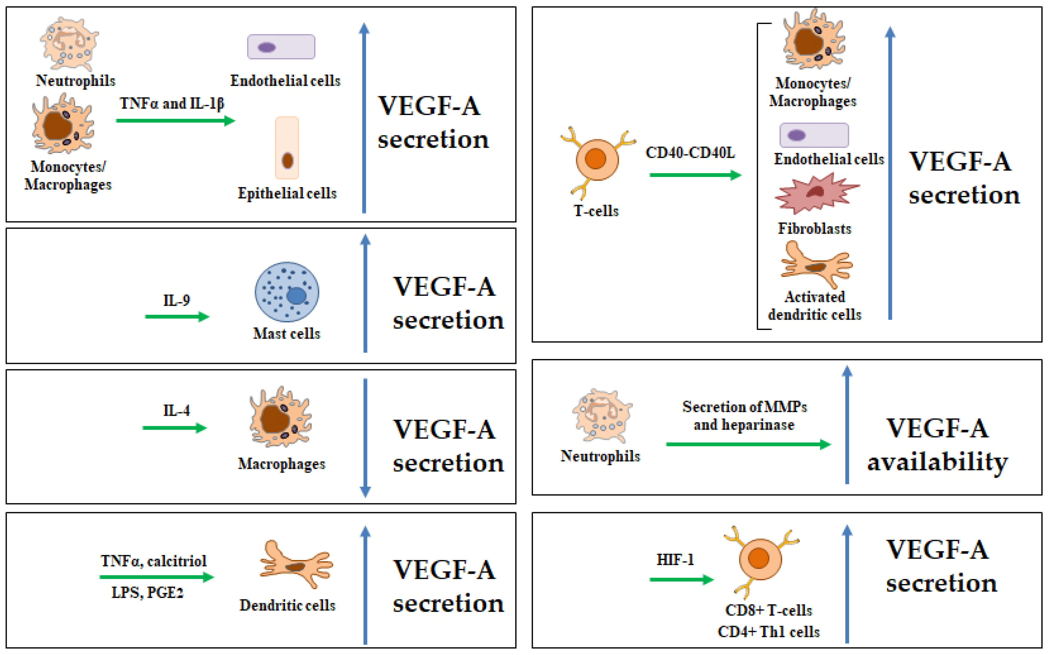 Biomedicines 13 00006 g002