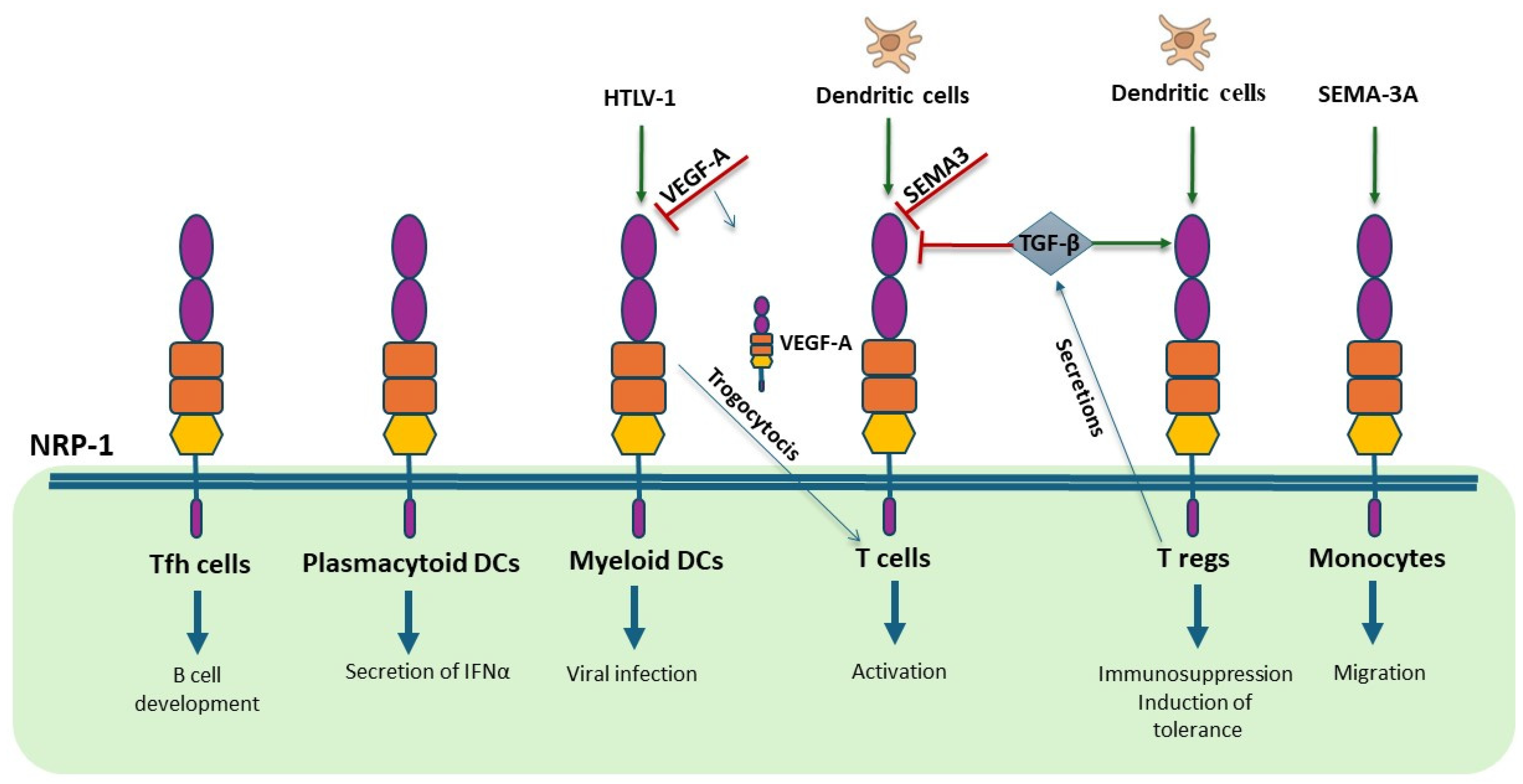 Biomedicines 13 00006 g003