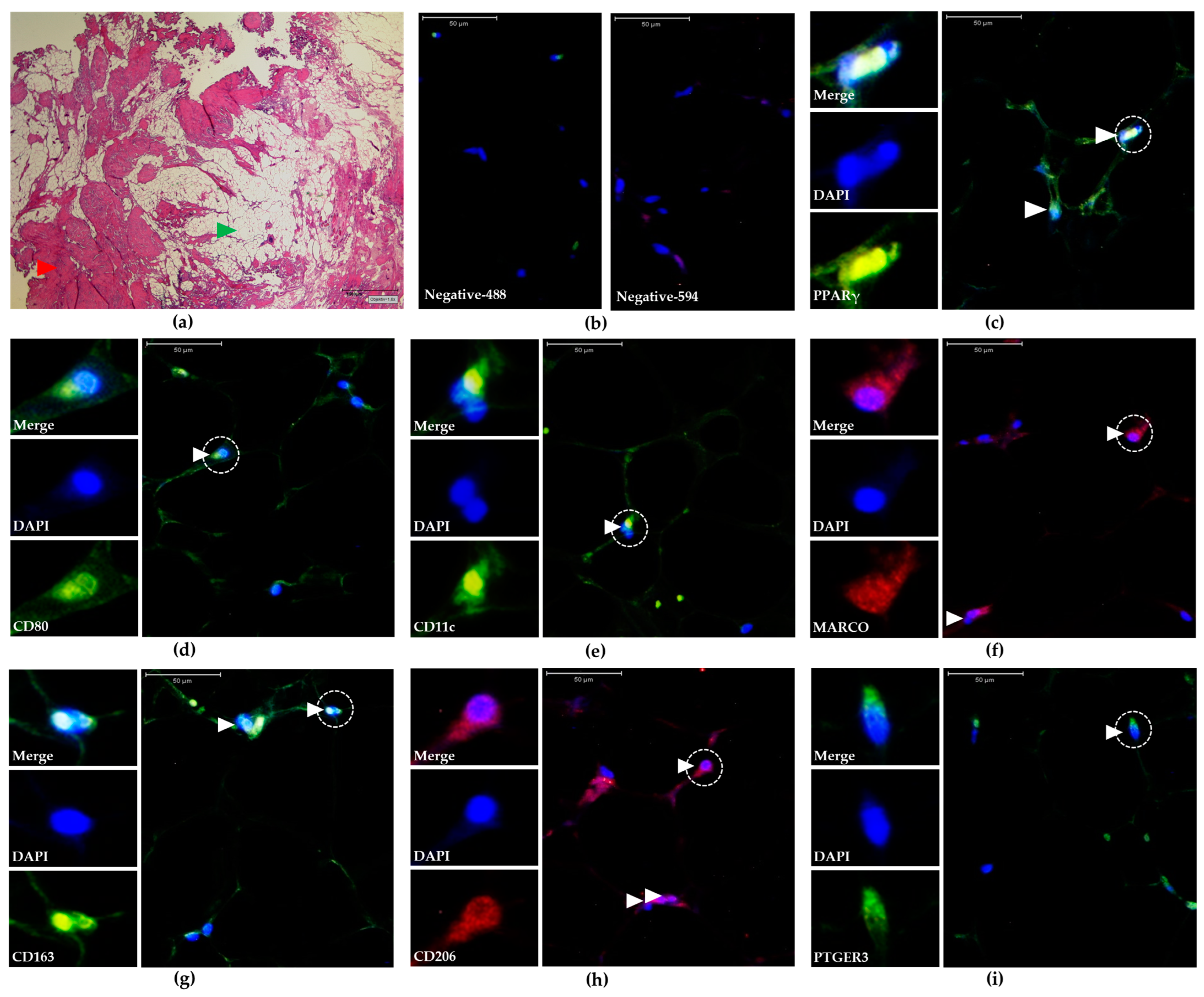 Biomedicines 13 00010 g001