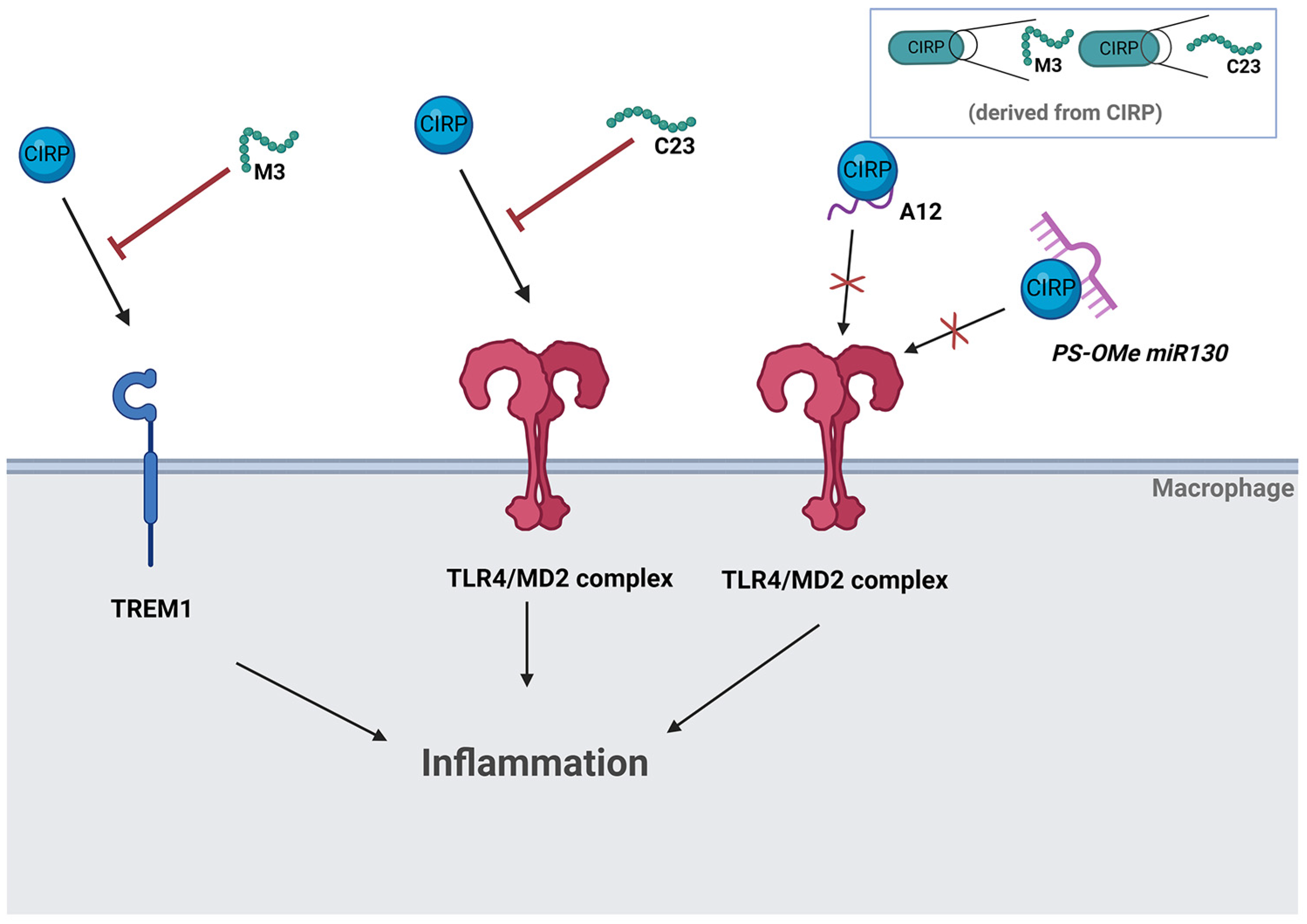 Biomedicines 13 00012 g002 Biomedicines 13 00012 g002