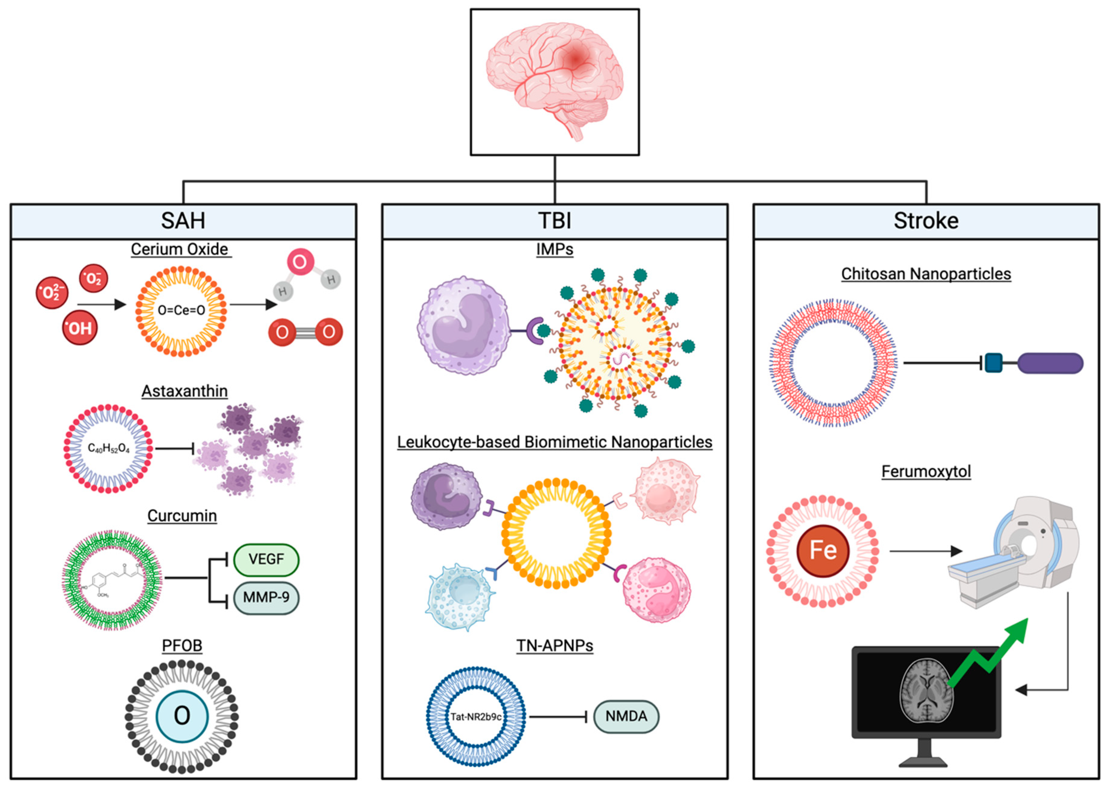 Biomedicines 13 00016 g001