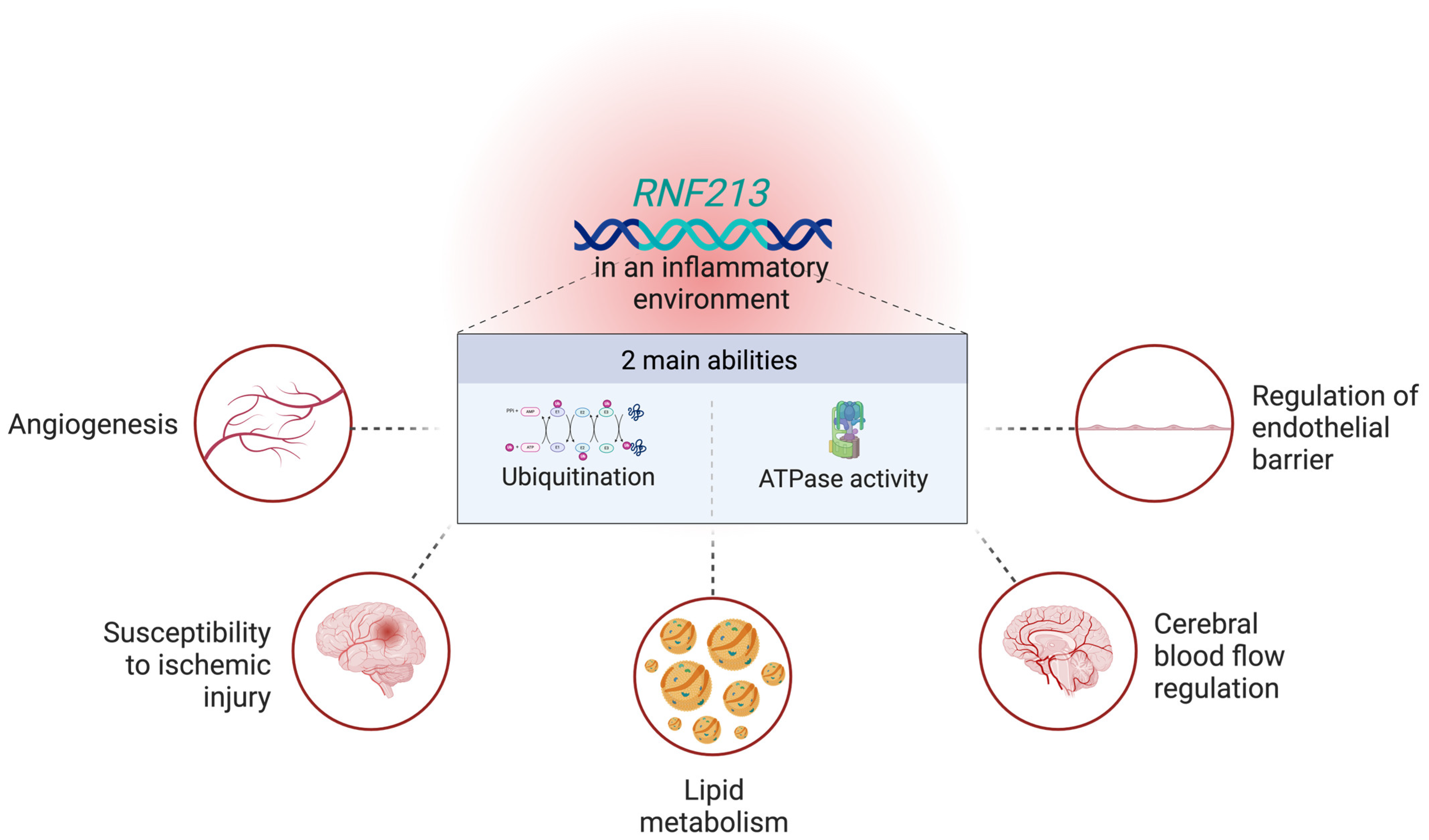 Biomedicines 13 00017 g003