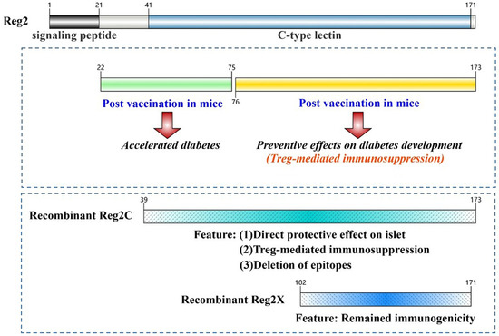 Controversial Roles of Regenerating Family Proteins in