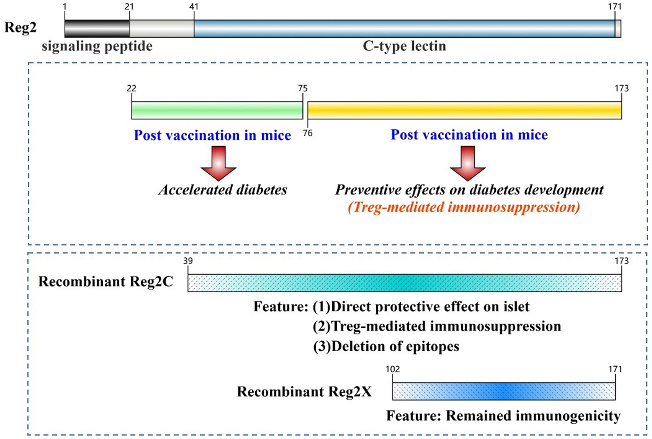 Controversial Roles of Regenerating Family Proteins in