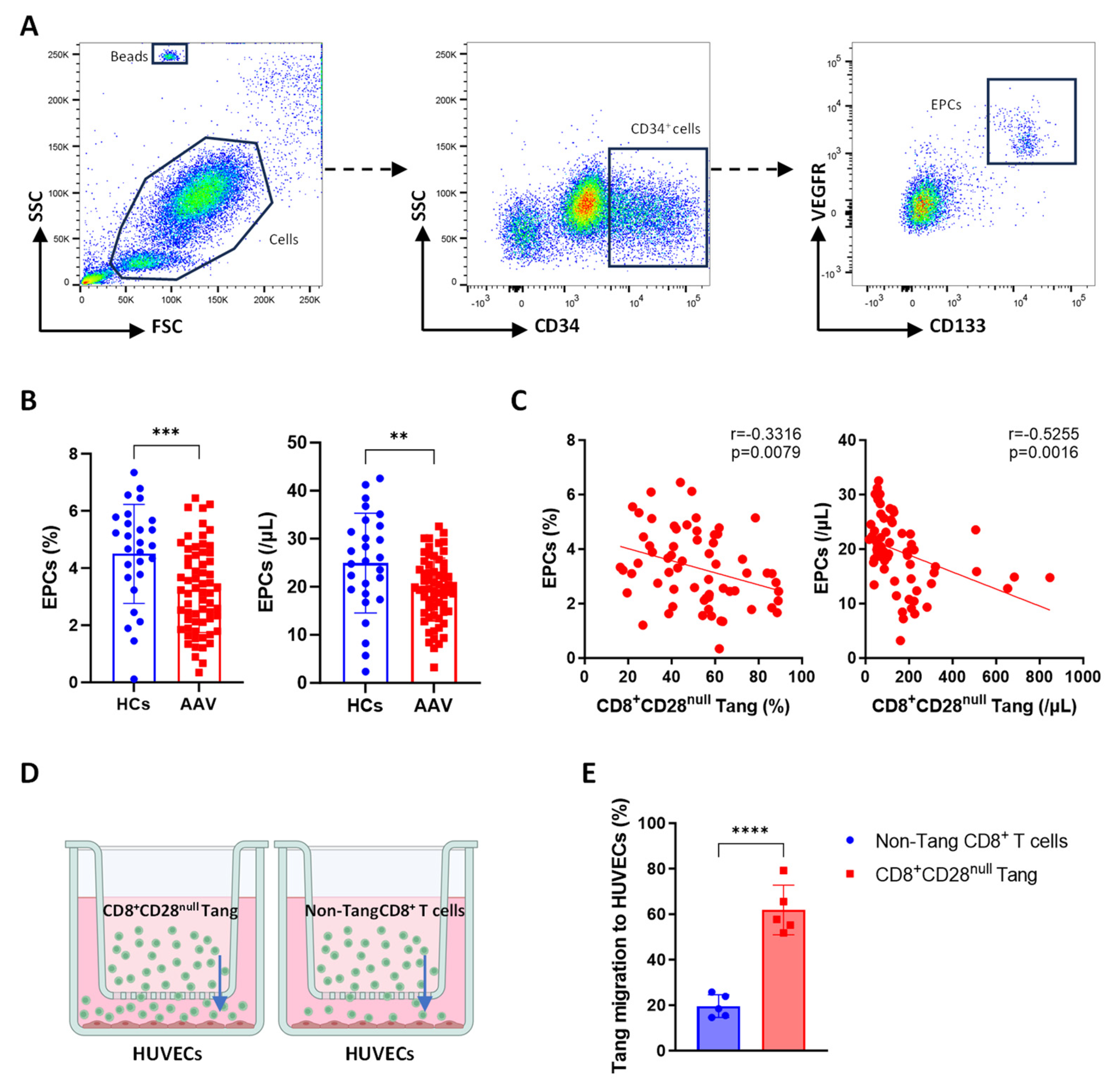 Biomedicines 13 00026 g004