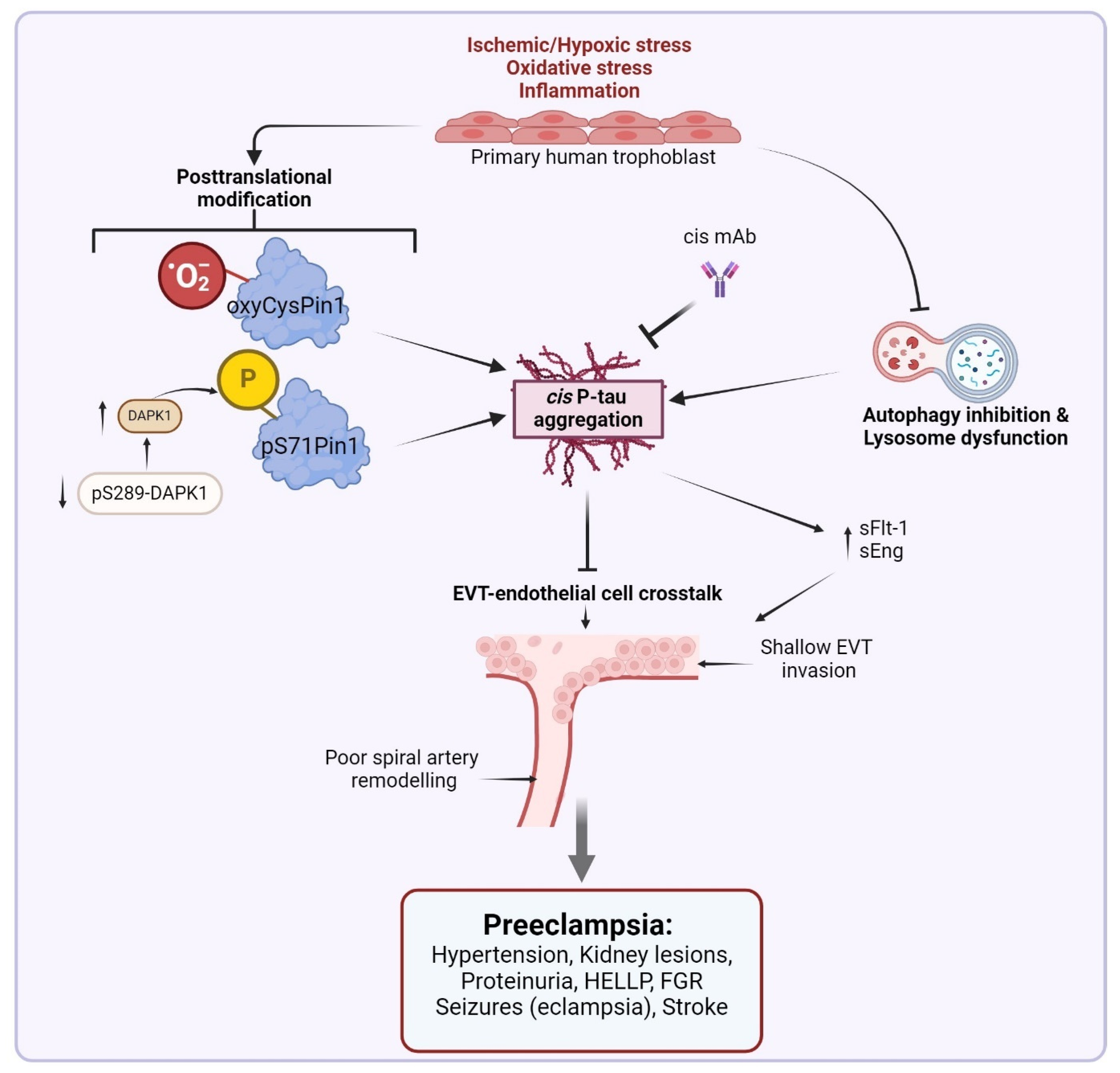 Biomedicines 13 00029 g001 Biomedicines 13 00029 g001
