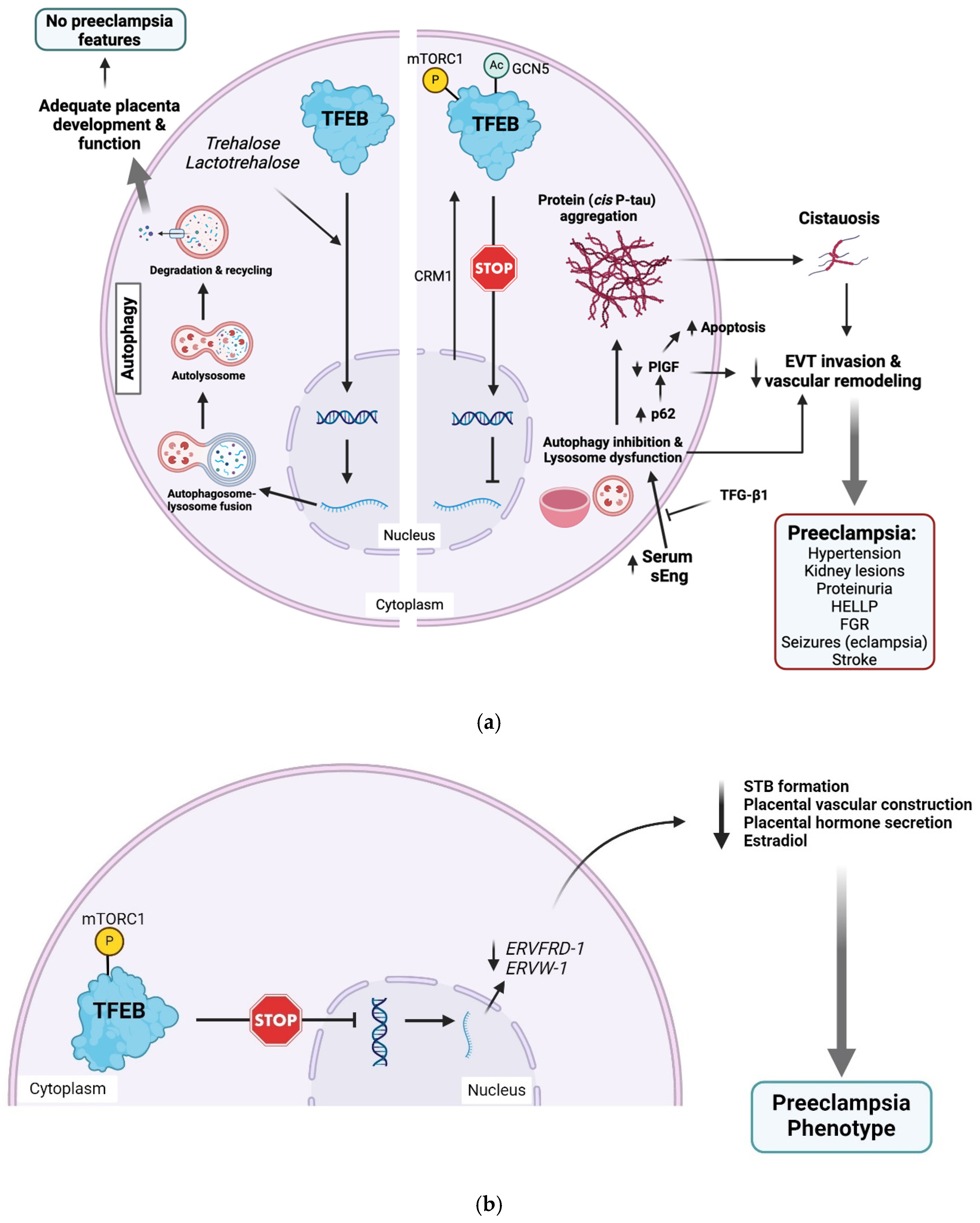 Biomedicines 13 00029 g002 Biomedicines 13 00029 g002
