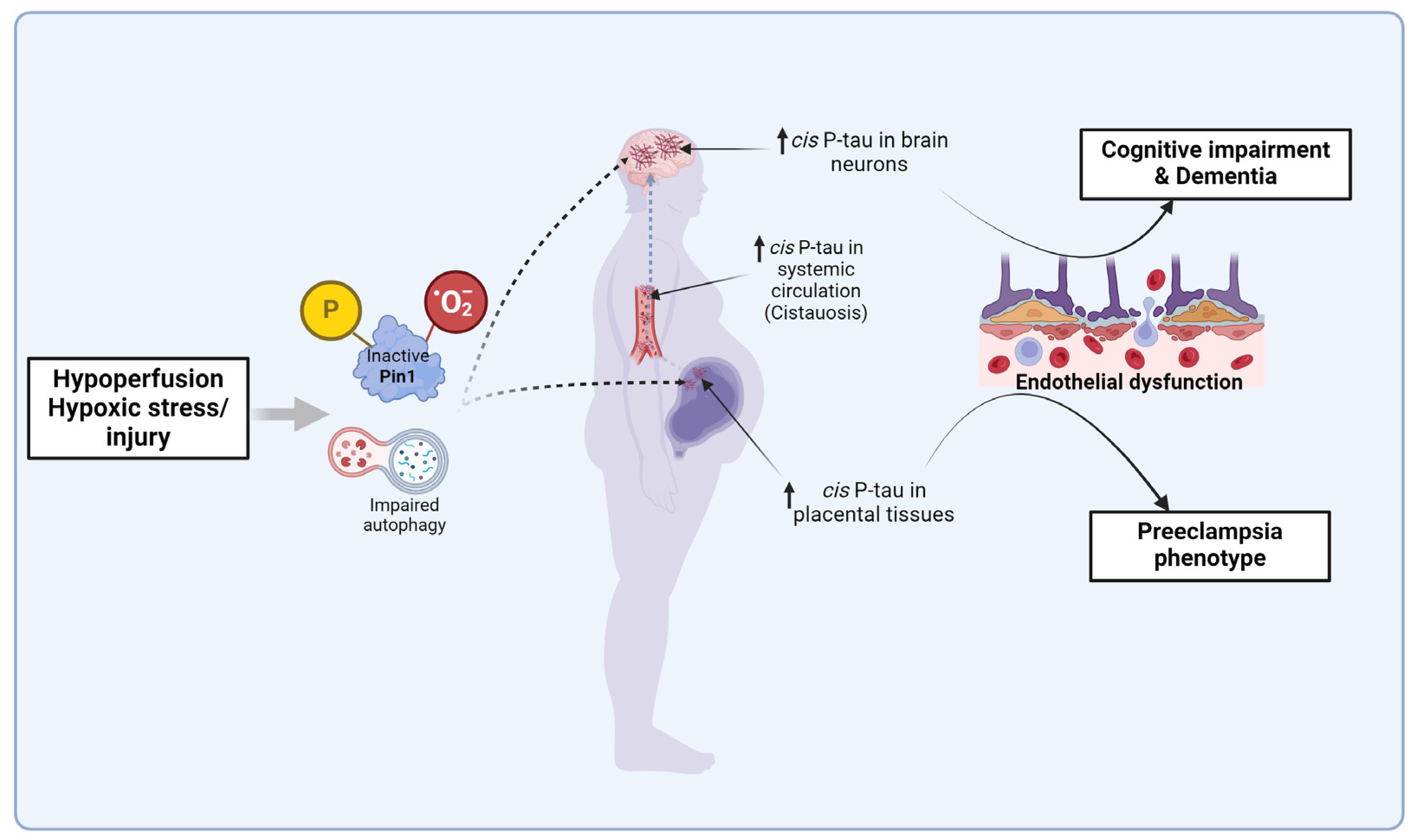 Biomedicines 13 00029 g003 Biomedicines 13 00029 g003