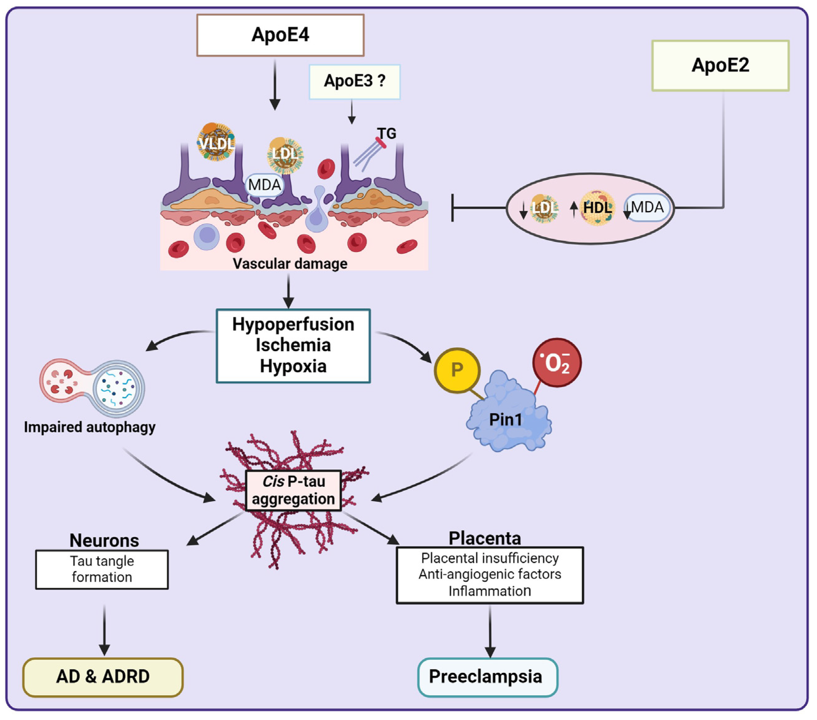 Biomedicines 13 00029 g004 Biomedicines 13 00029 g004